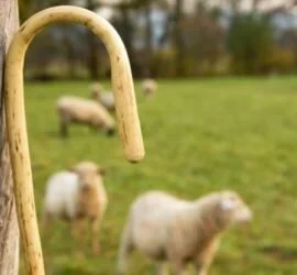 534_Psalm23_Shepherd-Lamb-628x417-270x250.jpg