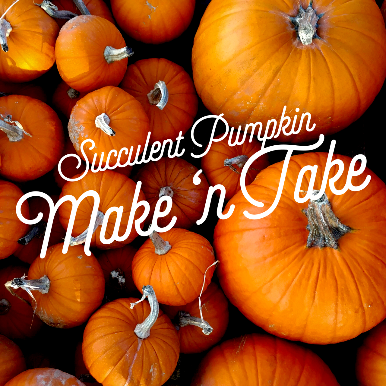 Succulent Pumpkins Make n' Take on October 13th