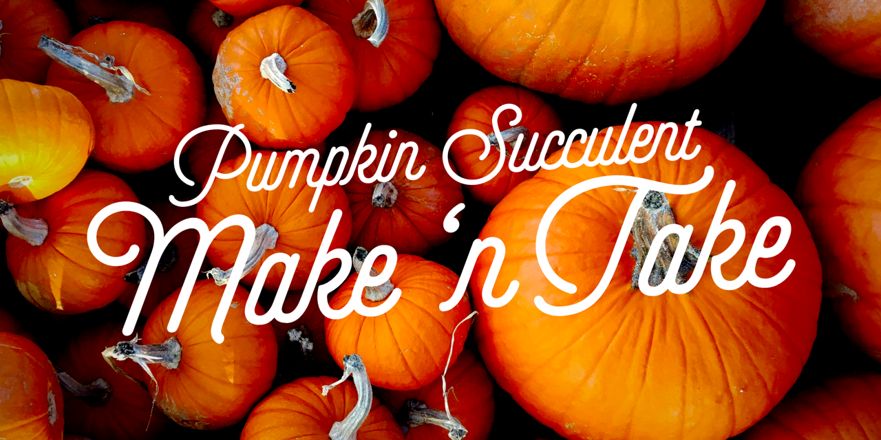 Succulent Pumpkins Make n' Take AT City Seed at the Station