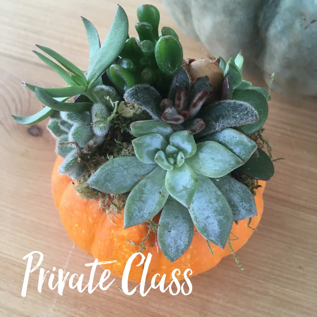 Private Party - Succulent Pumpkins with Frances Vason Garden Club