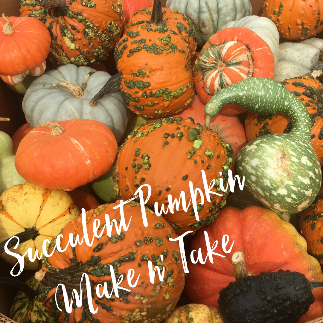 Succulent Pumpkin Make n' Take September 26th