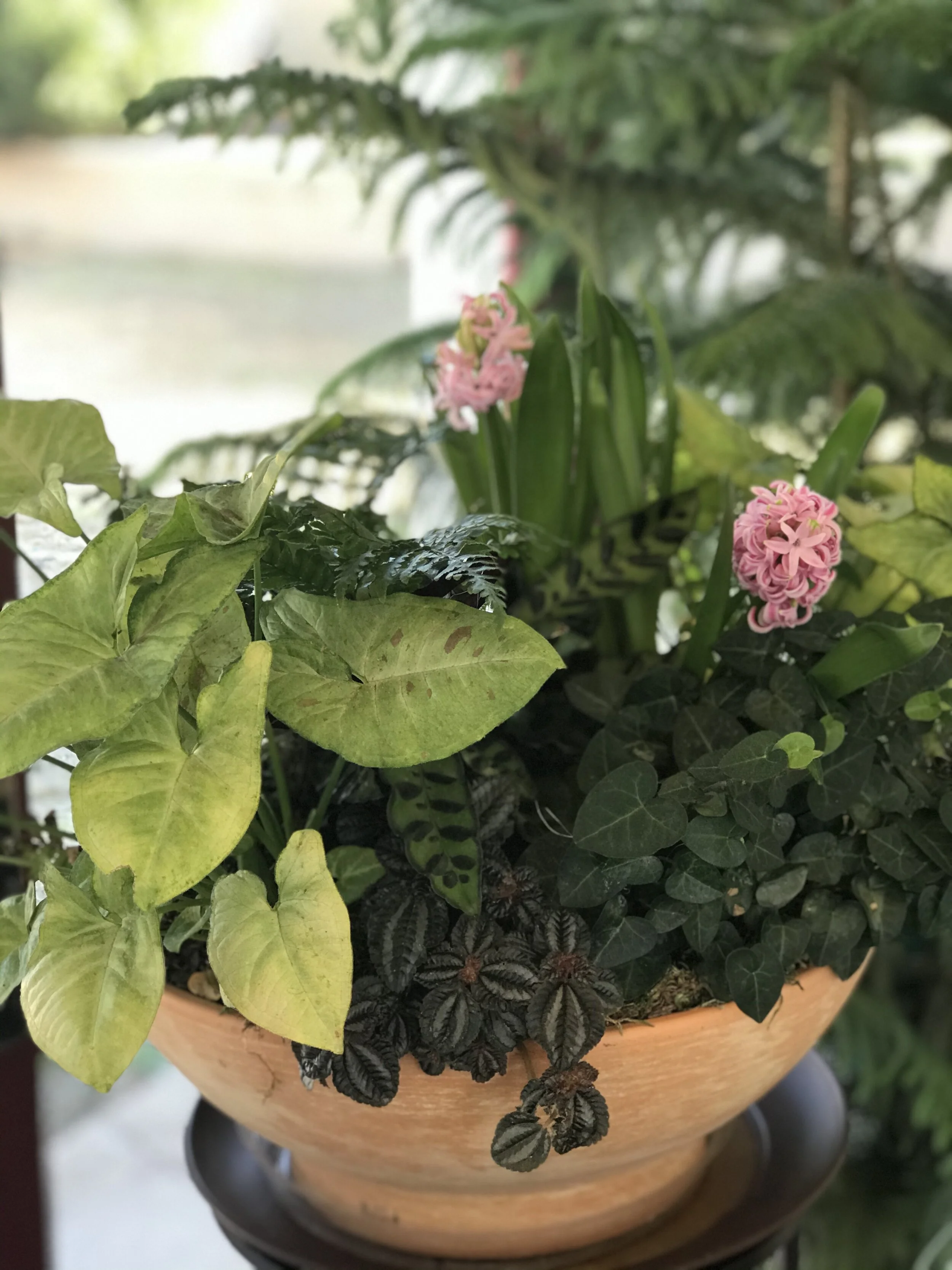 Plant Kindness with a Potted Garden, an Adult Make n' Take