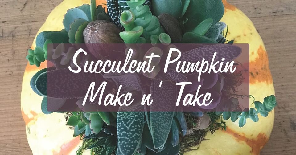 succpumpkin.jpeg