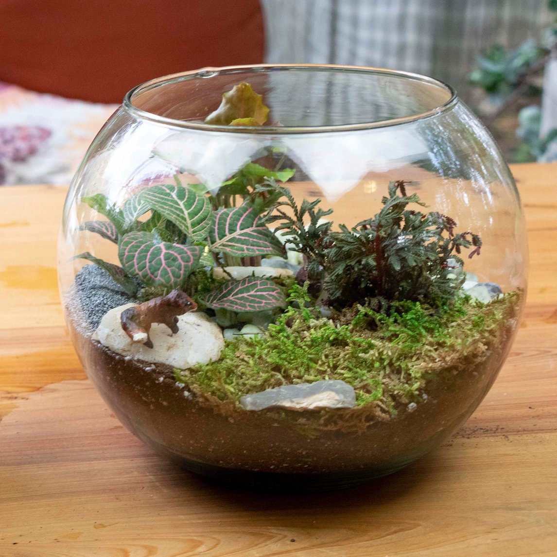 Terrarium picture crop.jpg