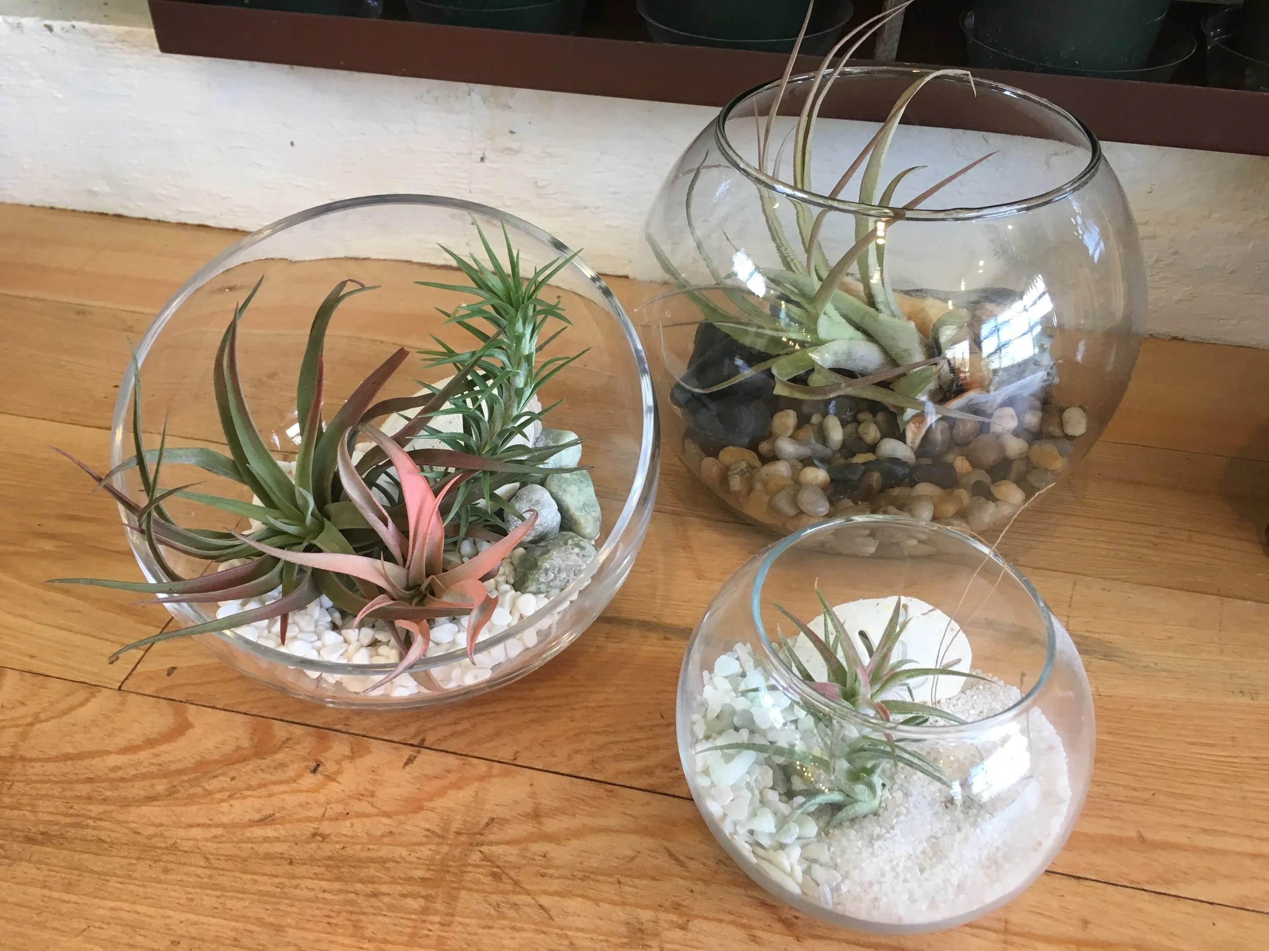 SUMMER Teen Air Plant Terrarium - Thursday, July 20th from 10:30 a.m. - 12:00 p.m.