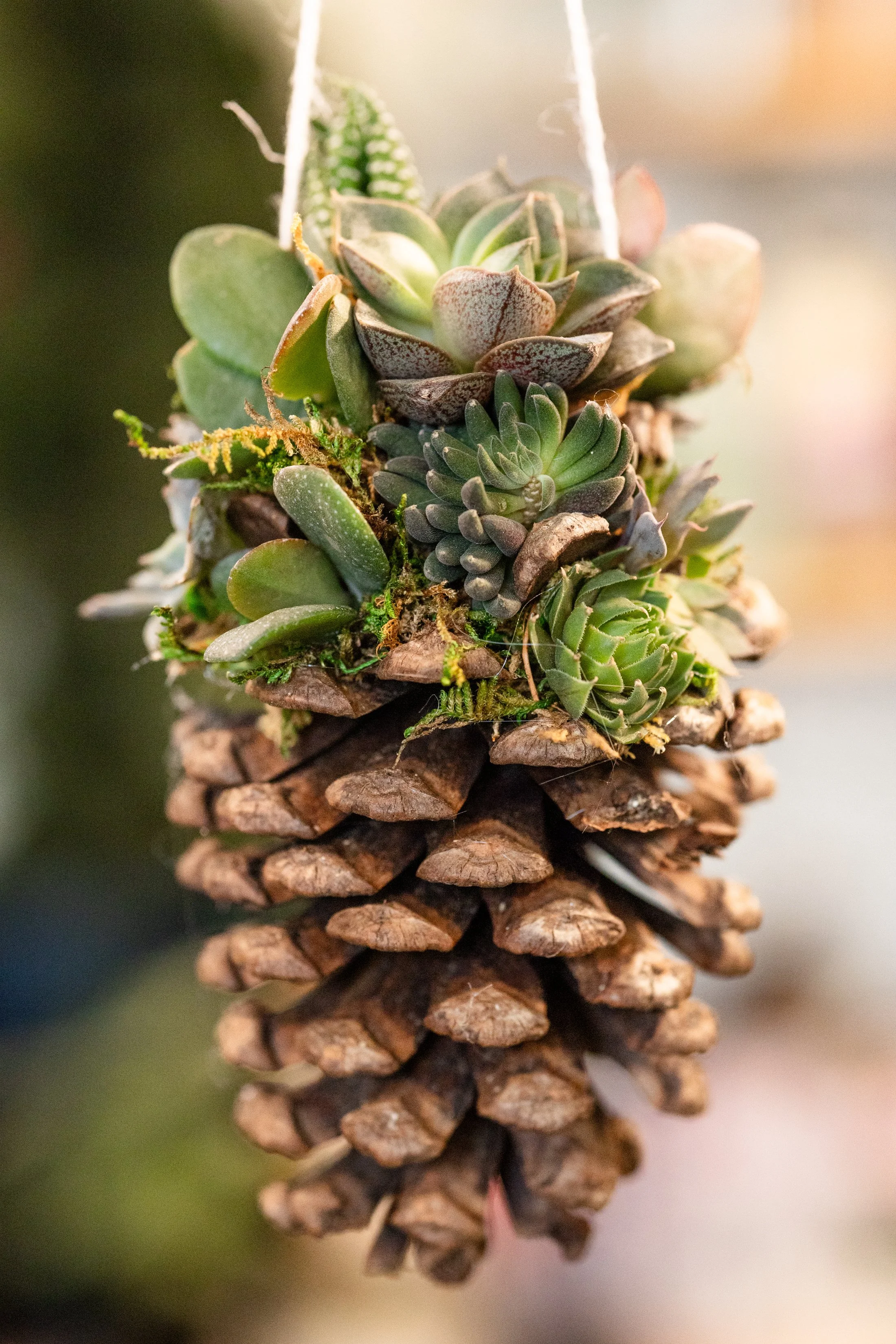 Succulent Ornament Make-n-Take Class in Anderson, SC | City Seed at the Station