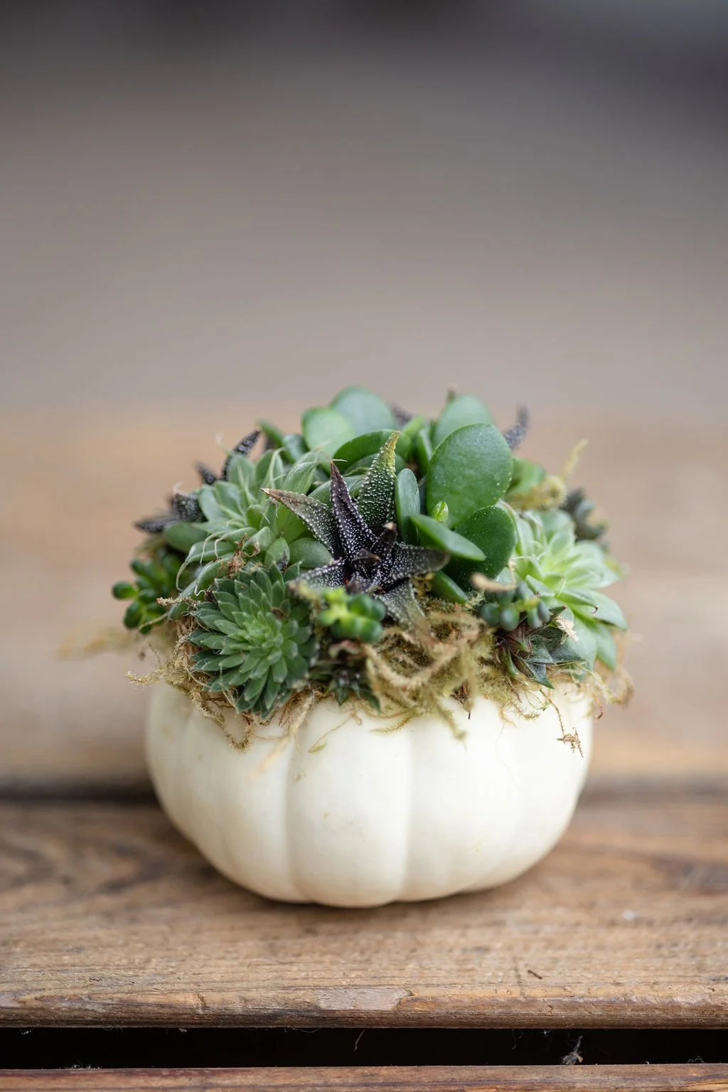 Succulent Pumpkins Make n’ Take | Thursday, October 1 • 6:30–8:30 PM