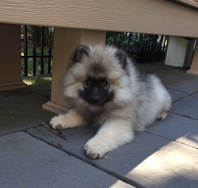 keeshond breeders near me