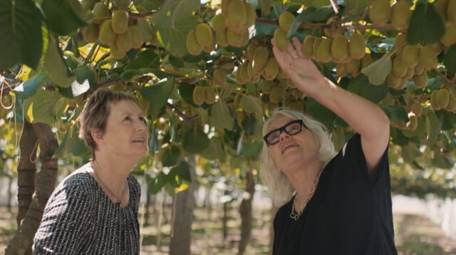 Chartered Accountants "Difference Makers - Kiwi"