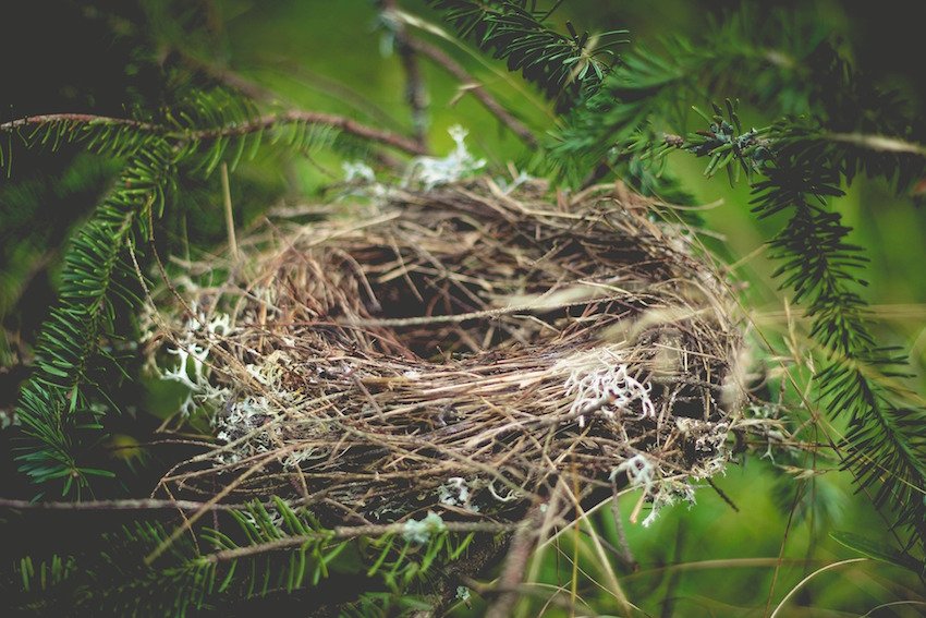 Embracing the Empty Nest