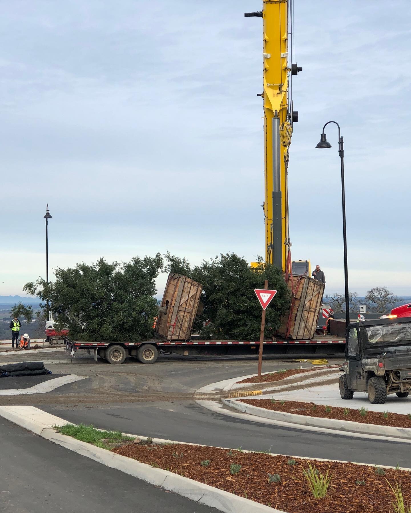 Crane Day! Check out these beautiful oaks in their new homes ✨🌳 ✨