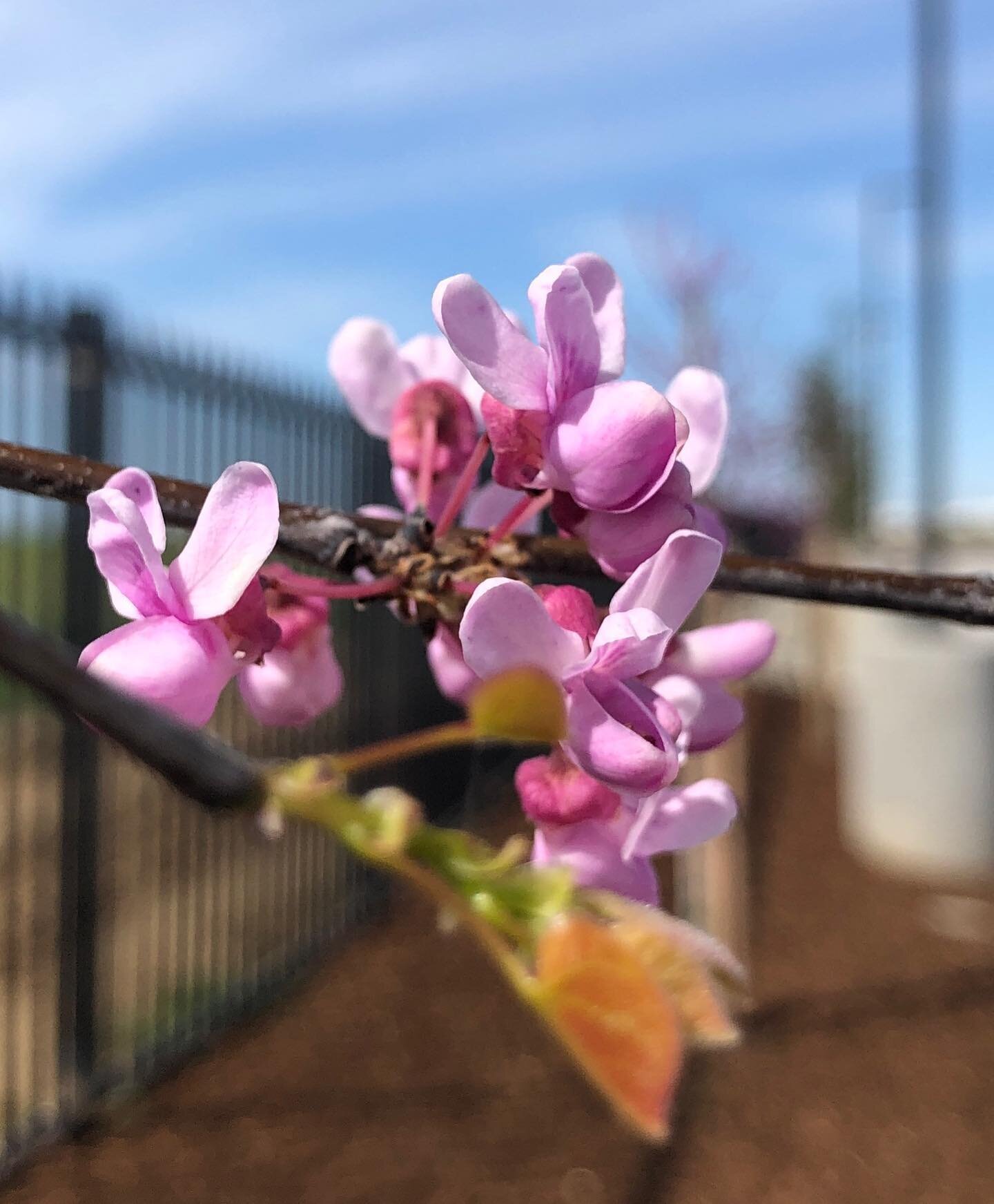 🌿❤️ Western Redbud and Interior Live Oak ❤️🌿 brighten up the construction walkthrough today!