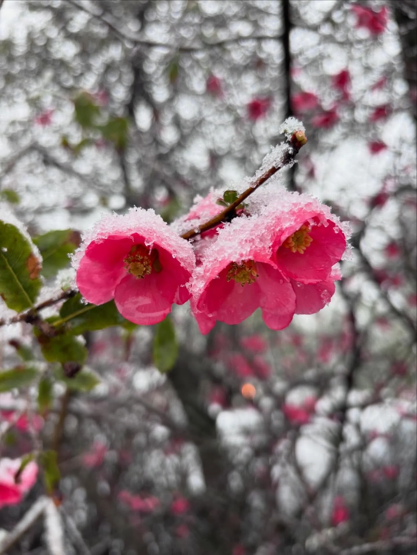 ❄️Snow Day at the Office❄️