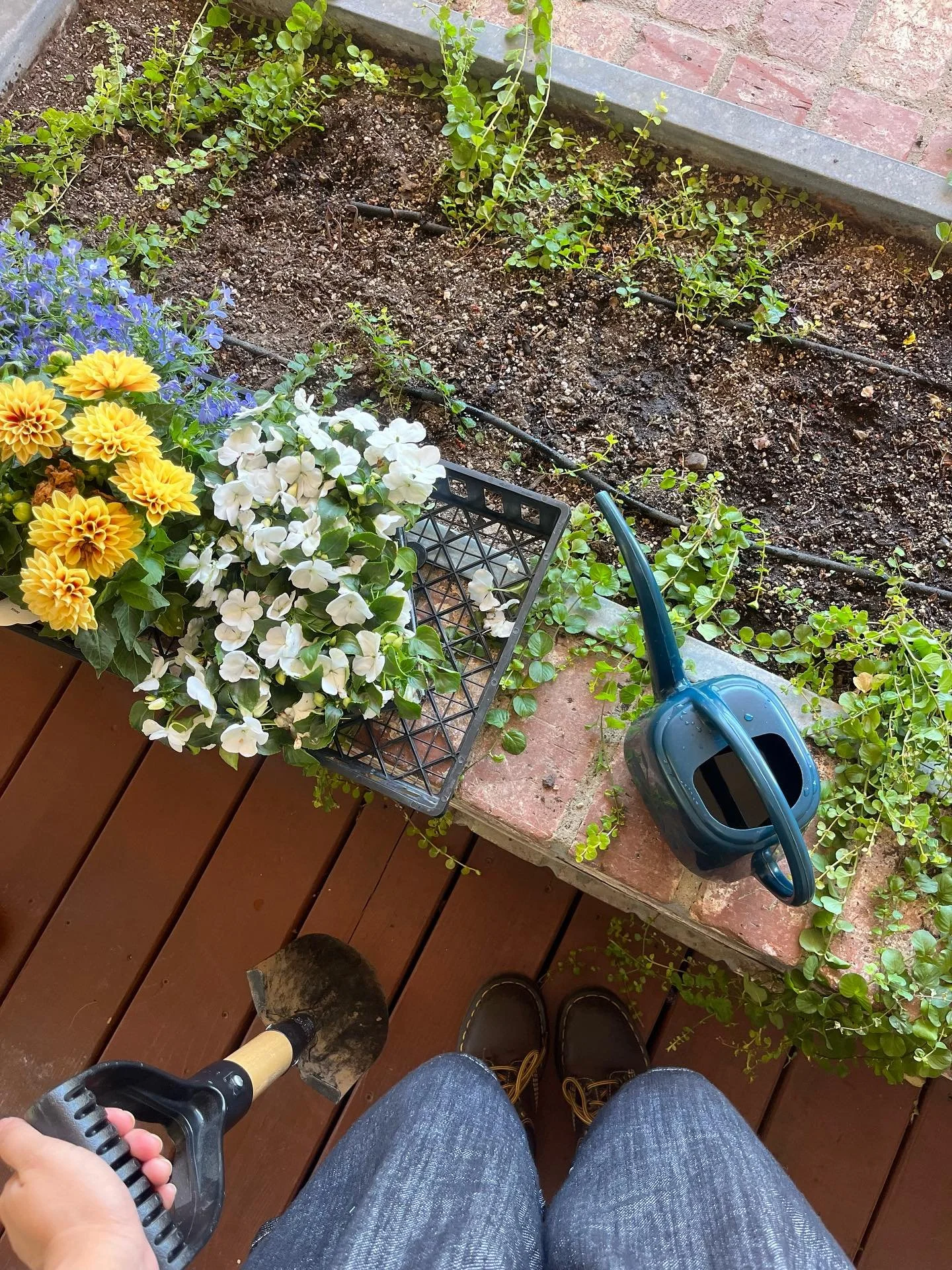 Revitalized the planter outside our office! A fun project for today&mdash;we picked out Dahlias, Lobelias, and Impatiens to accompany the Creeping jenny already planted. 🌼🌿 Swipe to see the before &amp; after :)