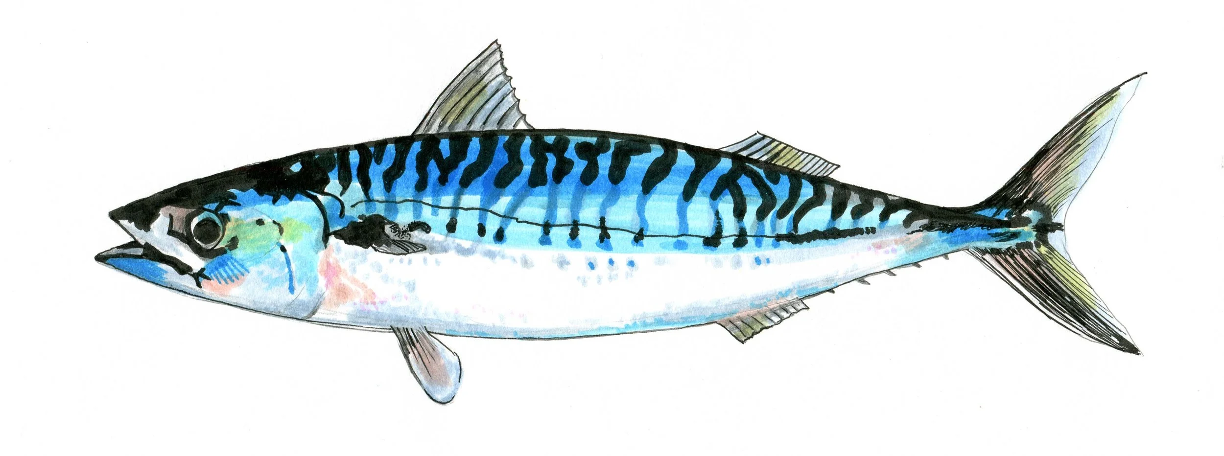 Mackerel101.jpg