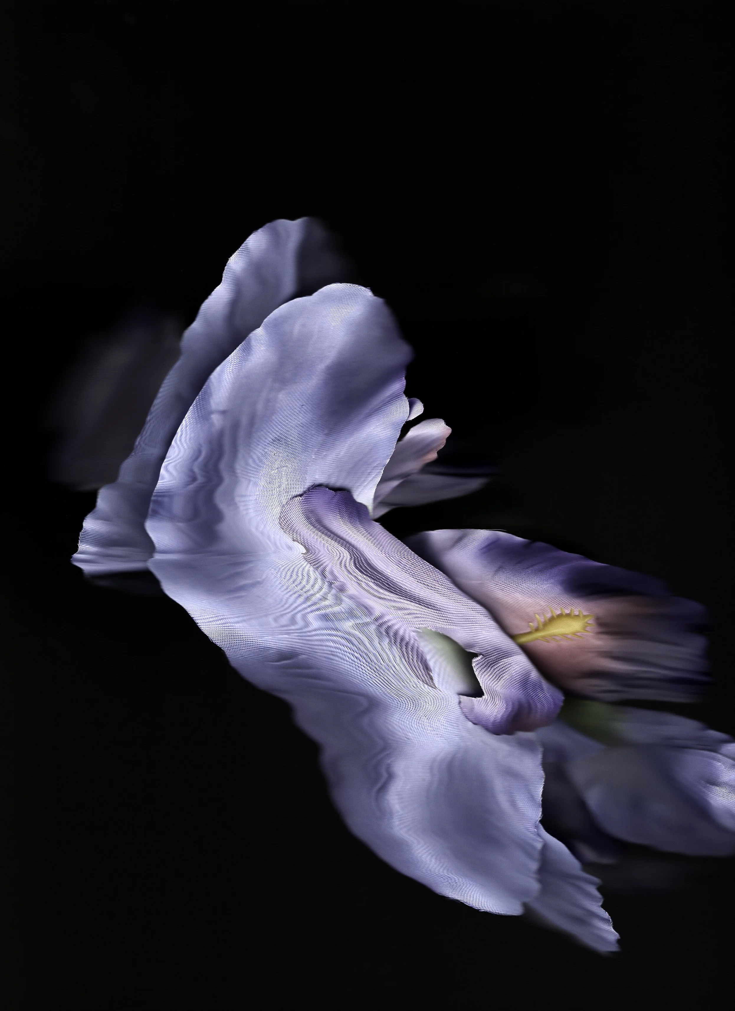 Mother's Irises