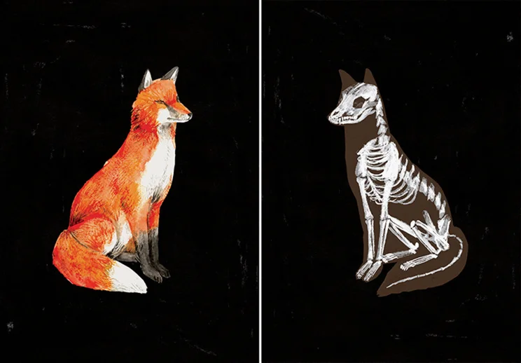 Le Renard & Anatomie by Jen Collins