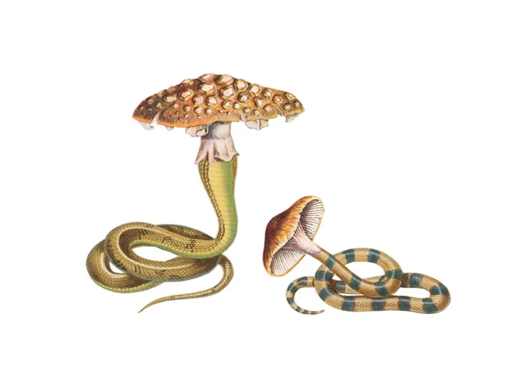 snake.jpg