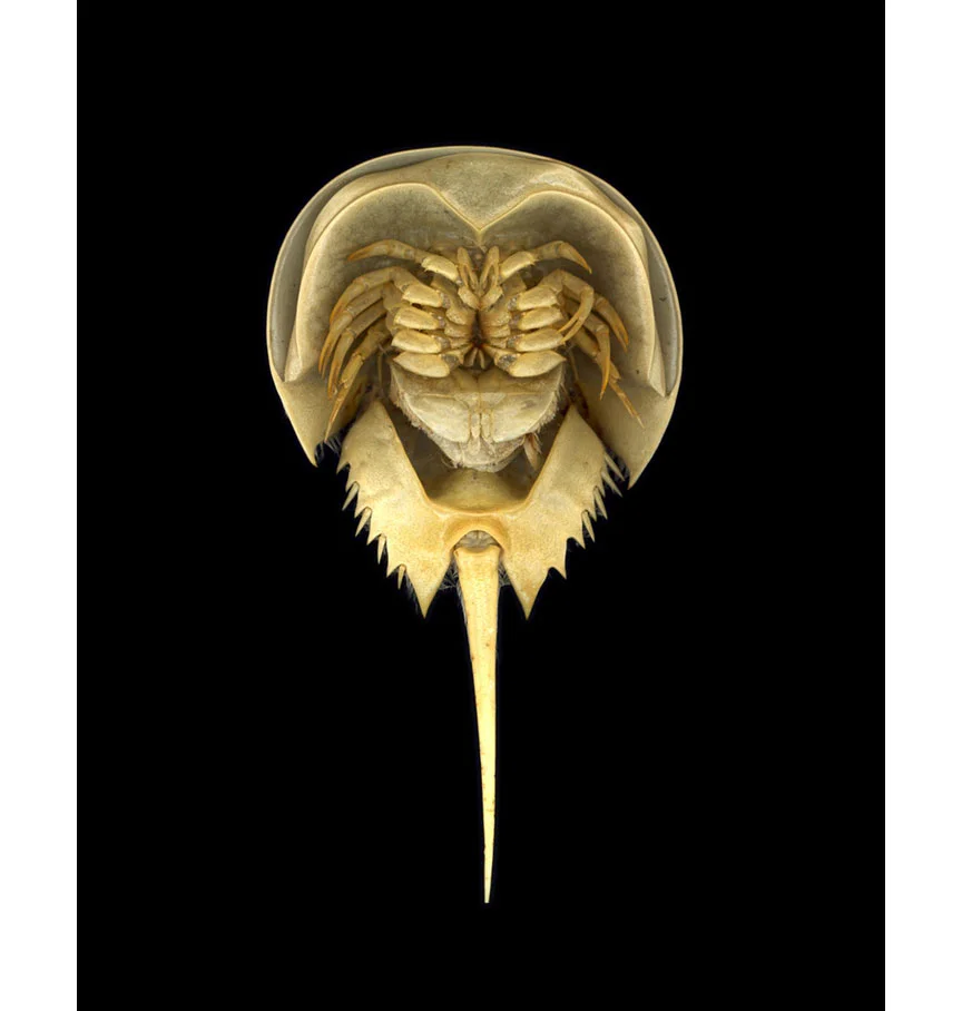  "Horseshoe Crab Shell" by Elias Benson