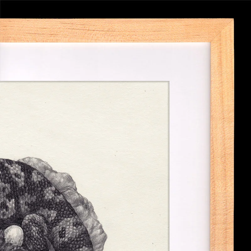 Gila_Monster_frame.jpg