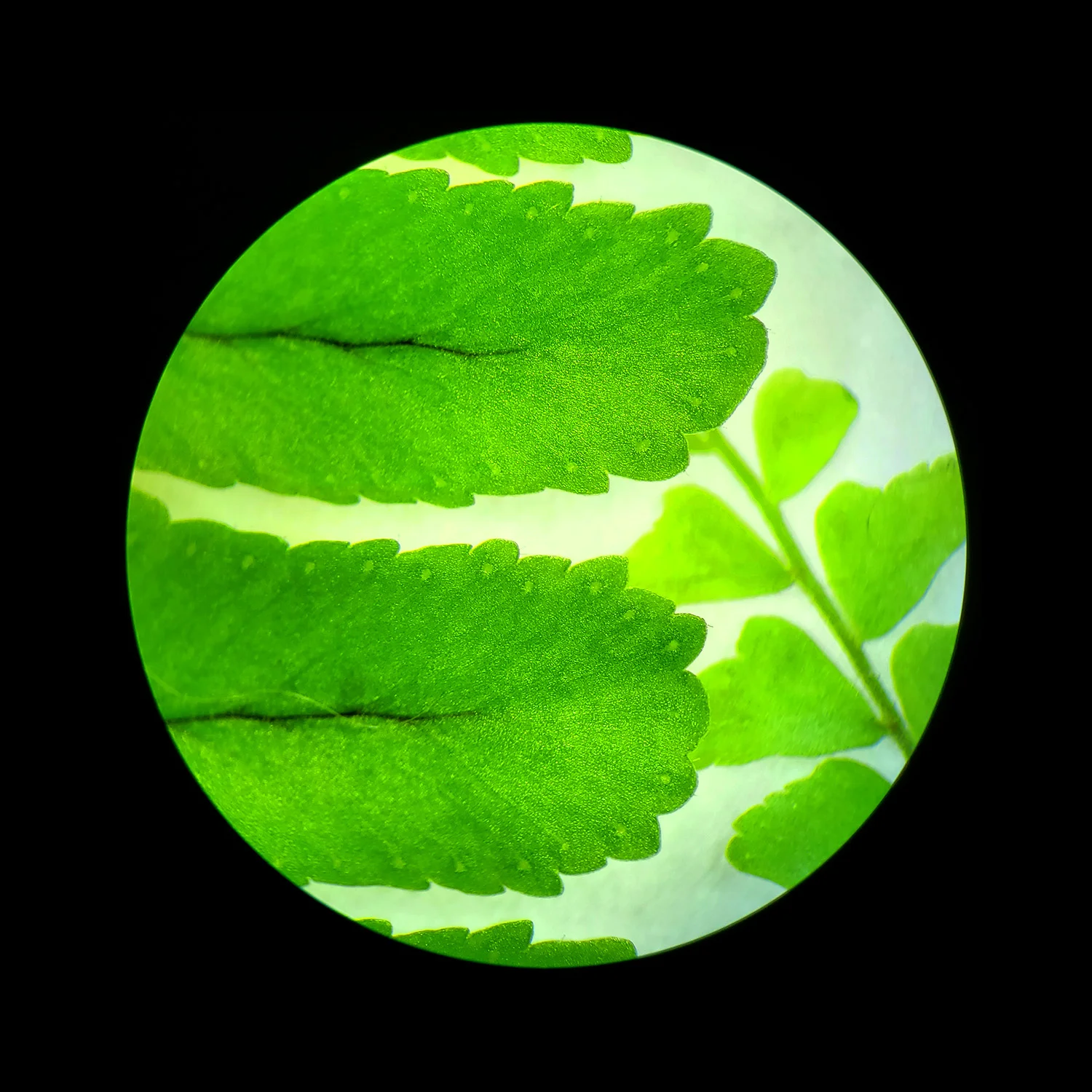 fern02_sized.jpg