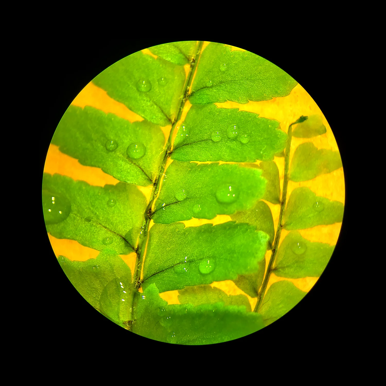 fern01_sized.jpg