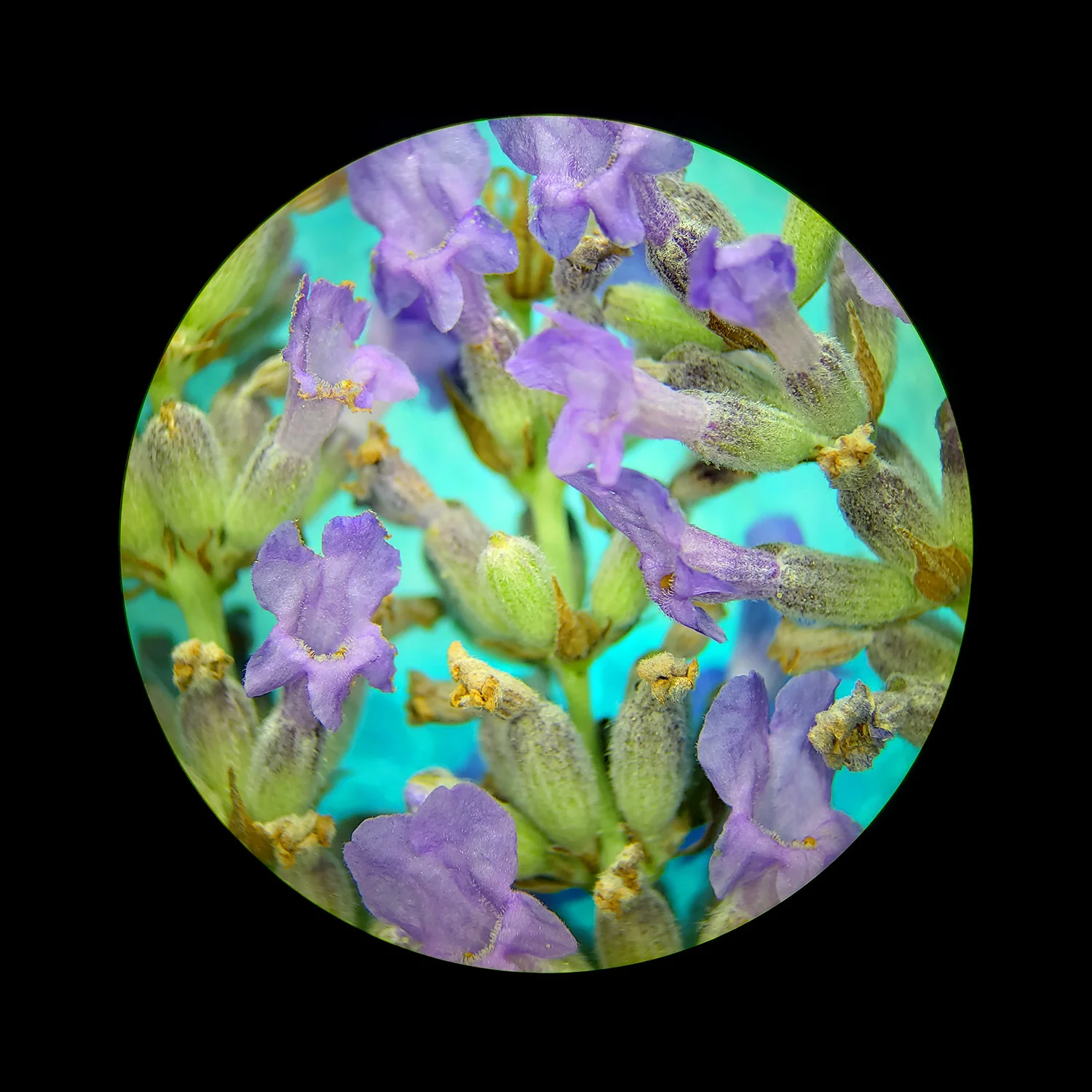 lavender02_sized.jpg
