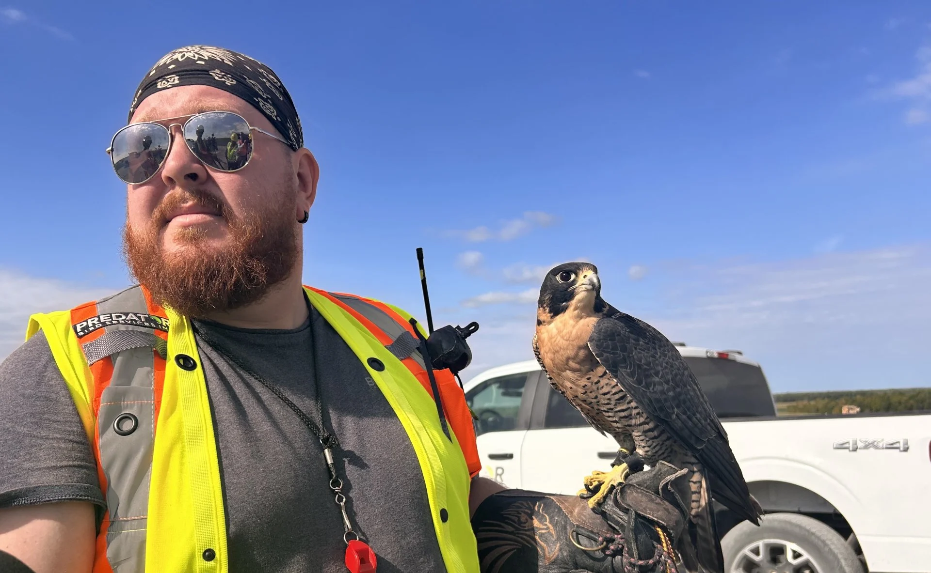 Feathered security guard patrols Toronto landfill