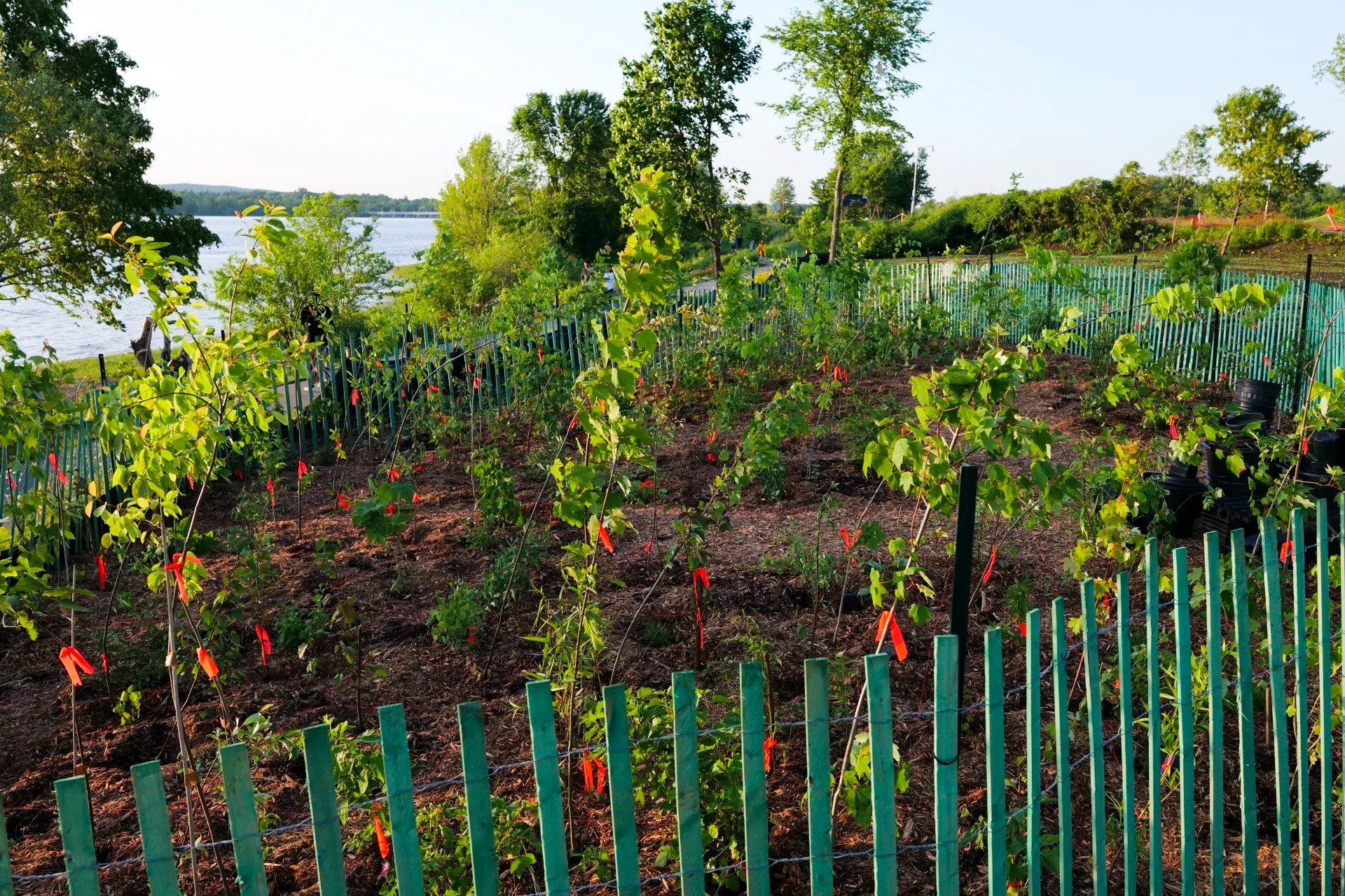 Japanese tree-planting technique helps combat climate change in cities