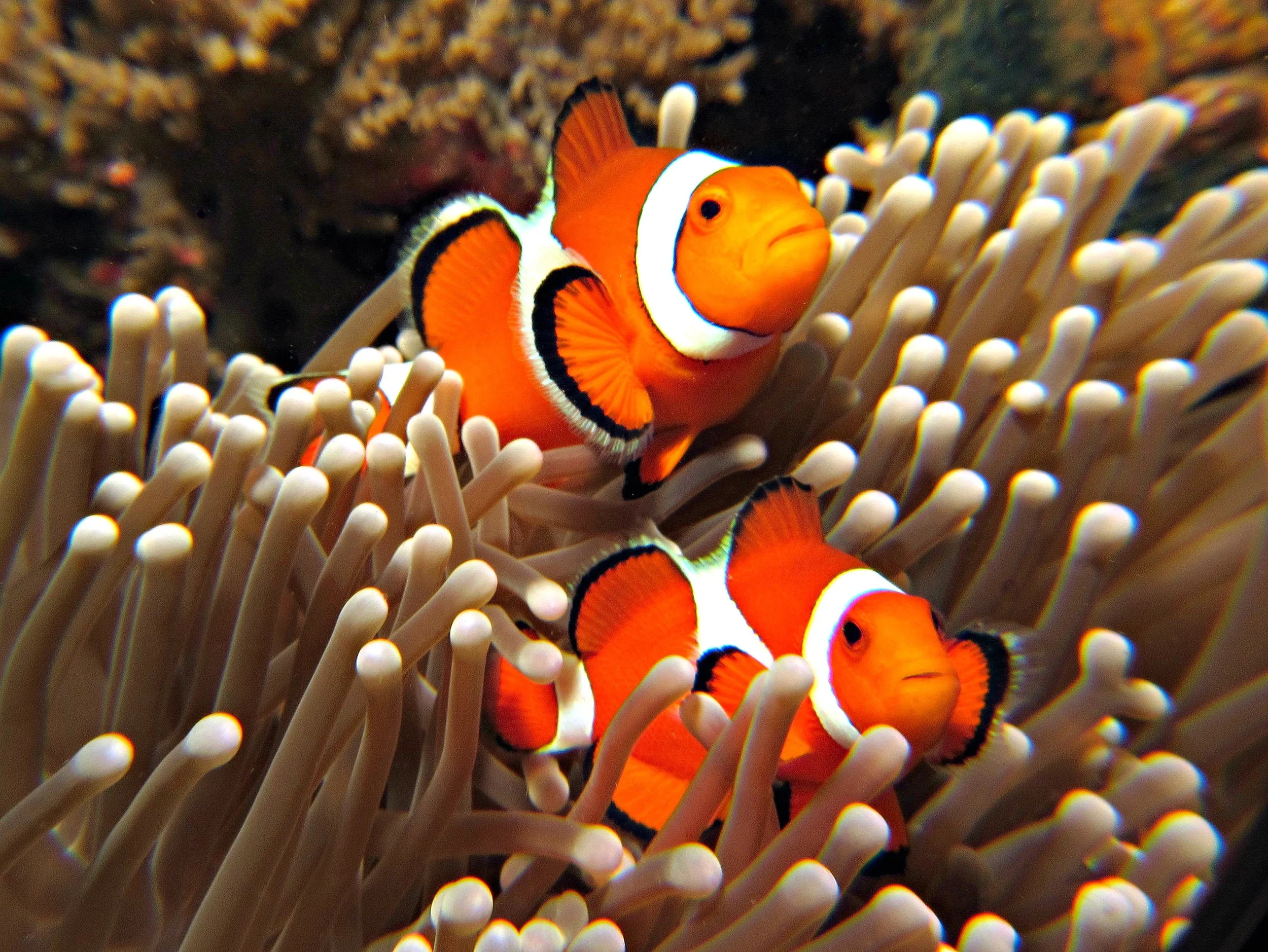Clown fish are one of the many species of fishes that are able to change their sexual anatomy. The egoic conceptual mind likes to categorizes things into tidy boxes, but Life loves diversity and is far too fluid and nuanced for the egoic mind to understand this reality.