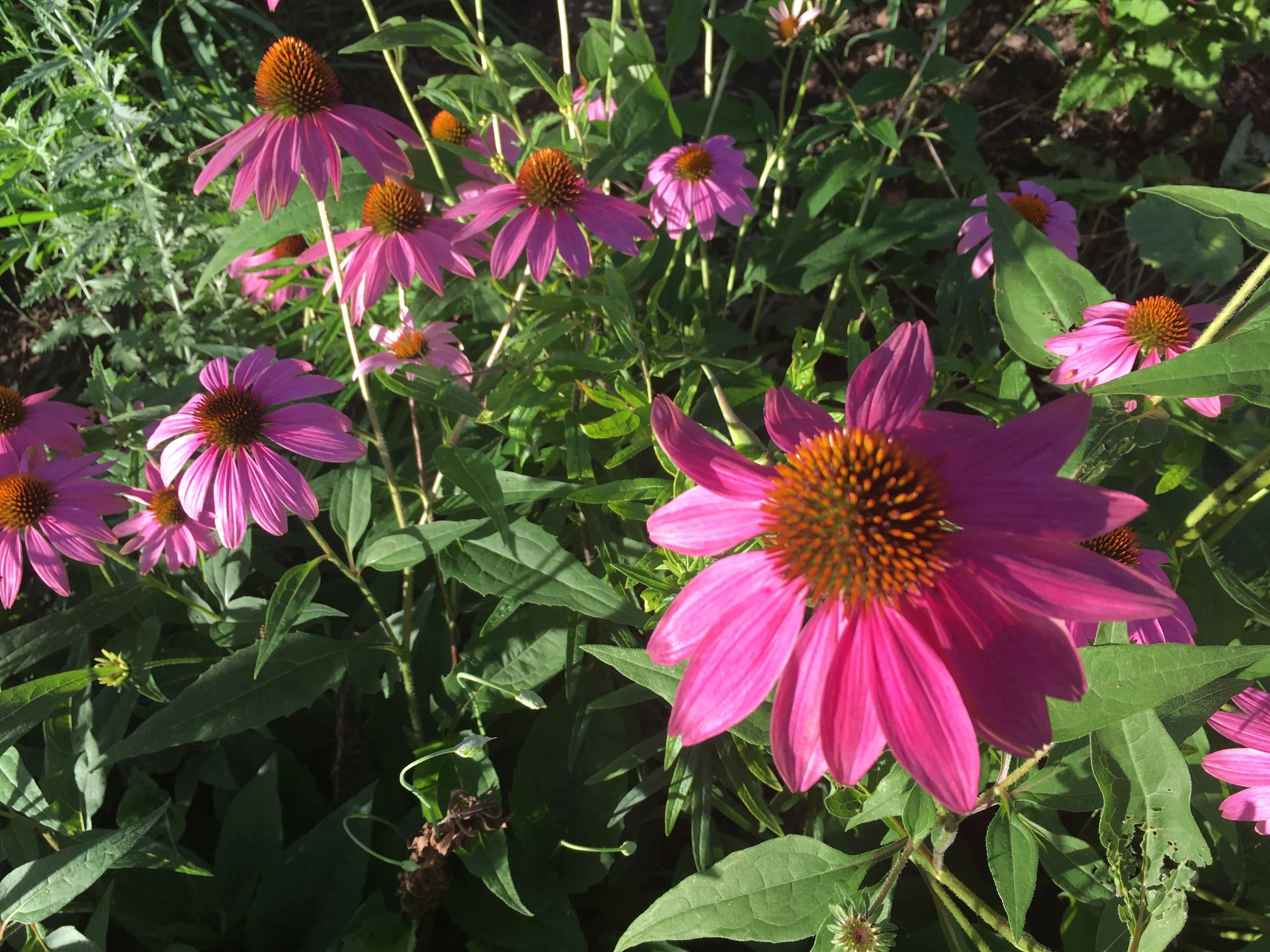 Loving-Kindness Meditation (Self and Others)