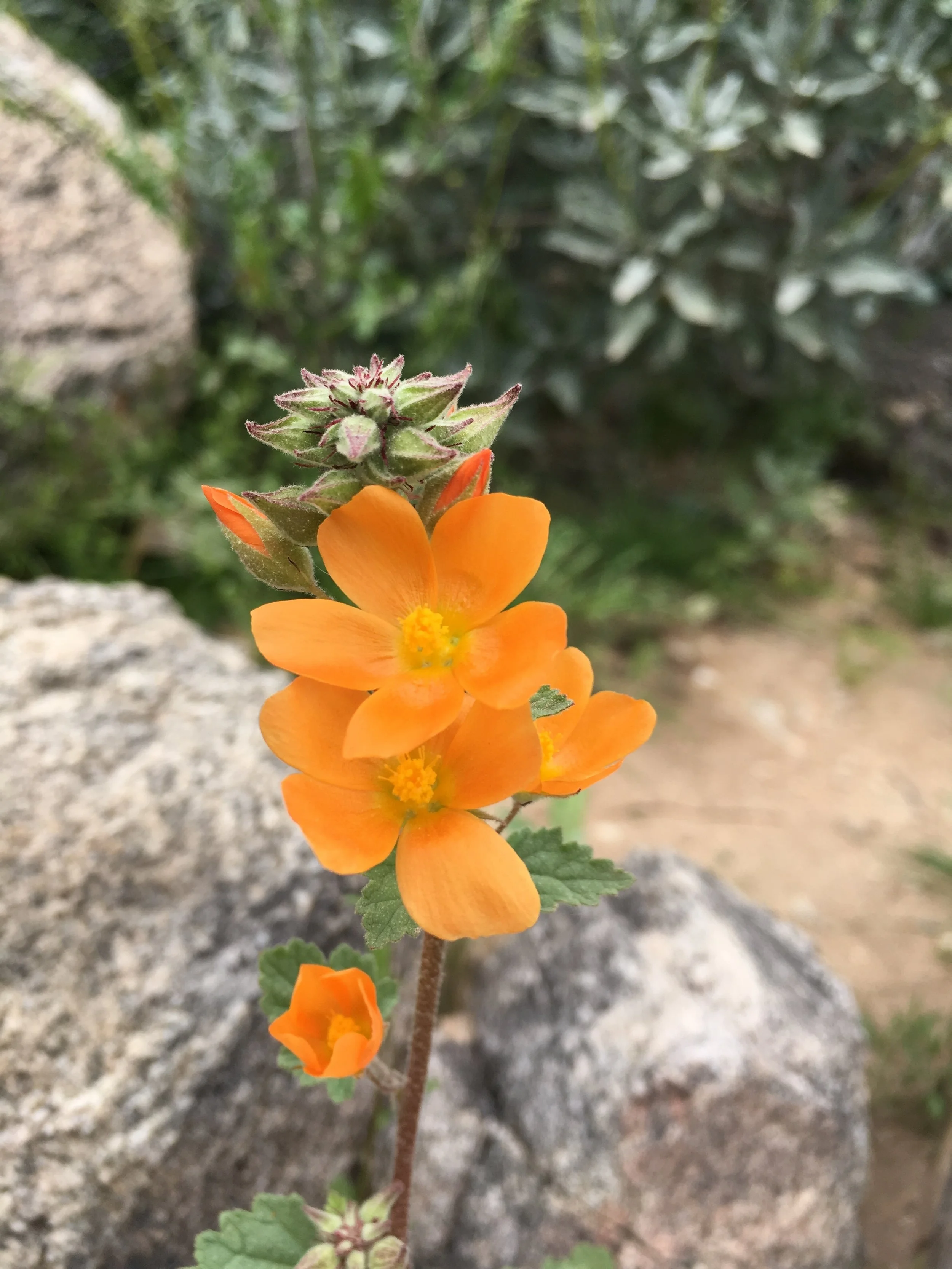 Guided Breath Meditation, Intermediate, 30 min