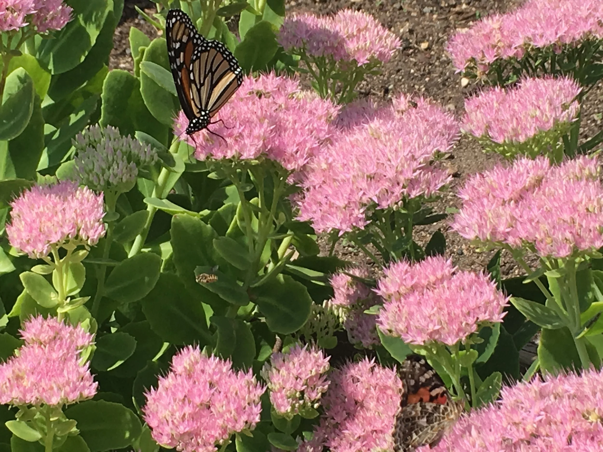 Long Meditation and Discussion: Free Group Meditation