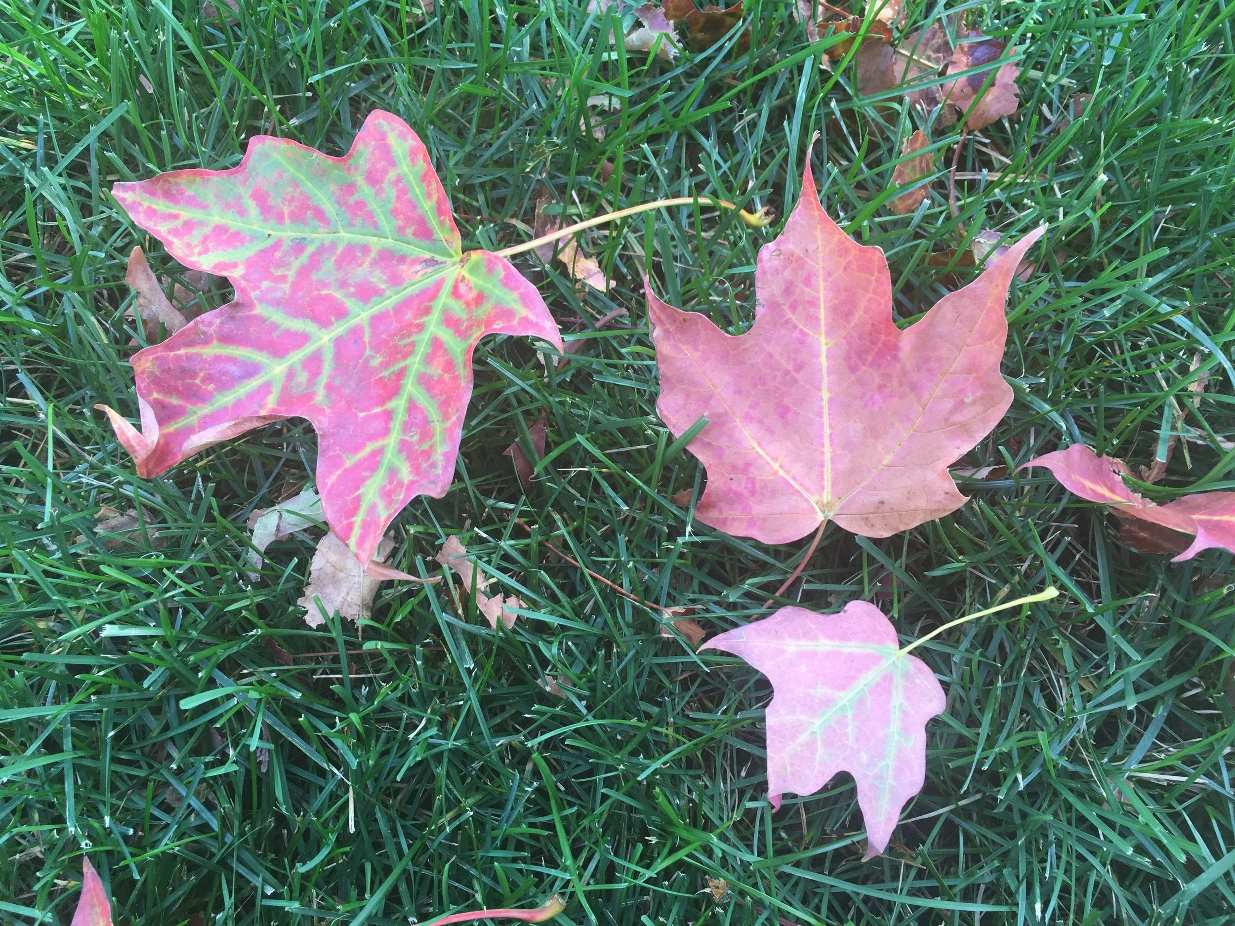 The Healing Power of Time in Nature: Free Group Meditation