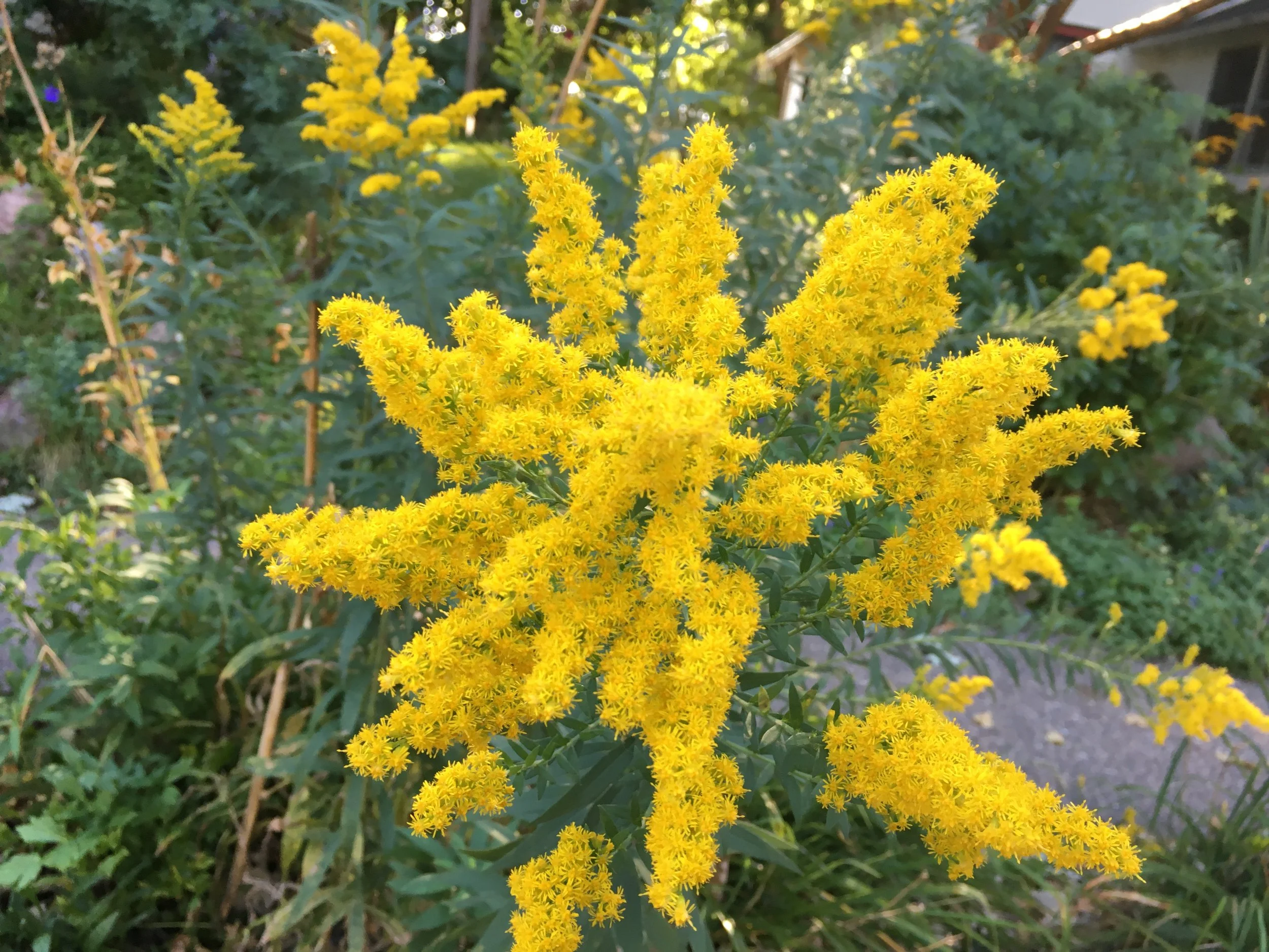 “Skillfully relating to the future: Letting go of fear,” talk and summary