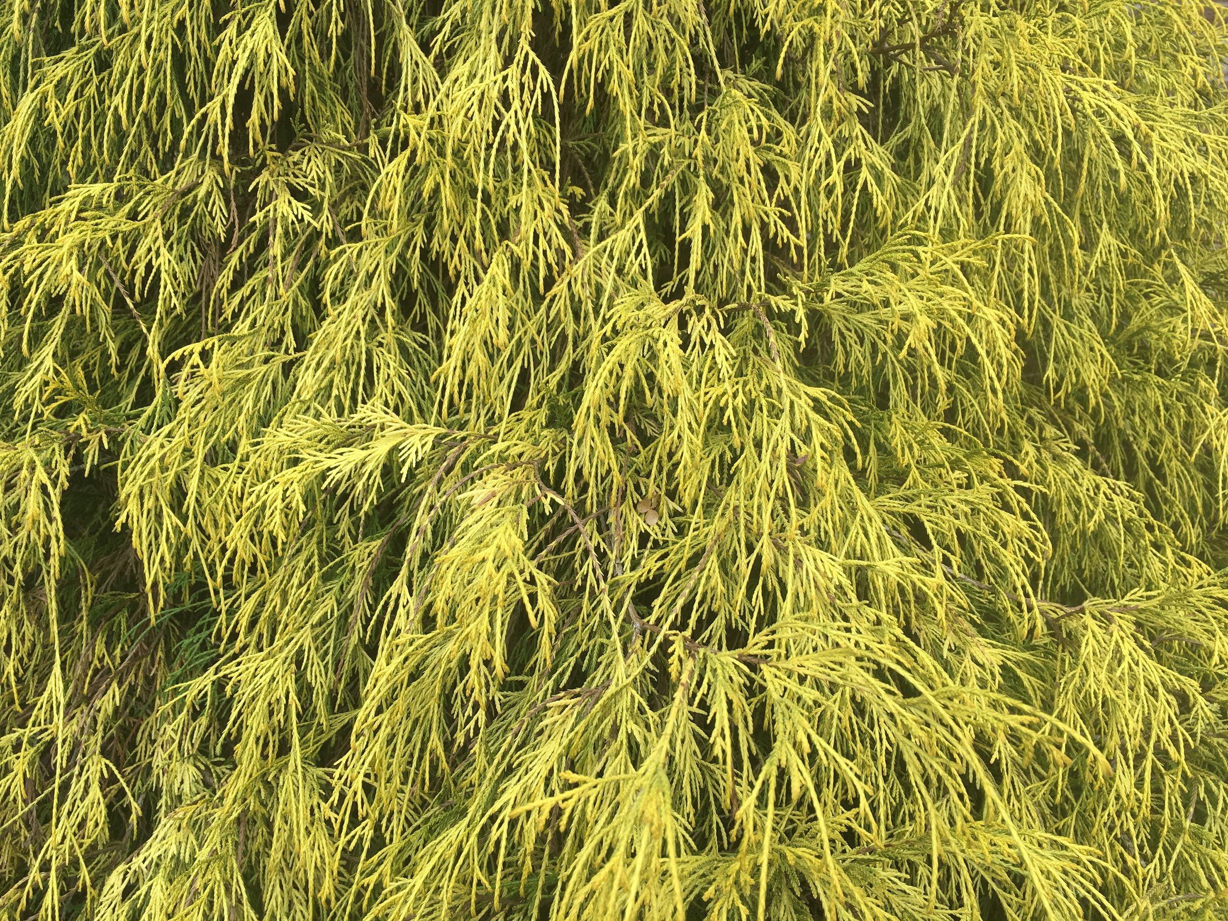 “Nature Keeps Us Mindful in the Now” Talk and Transcript