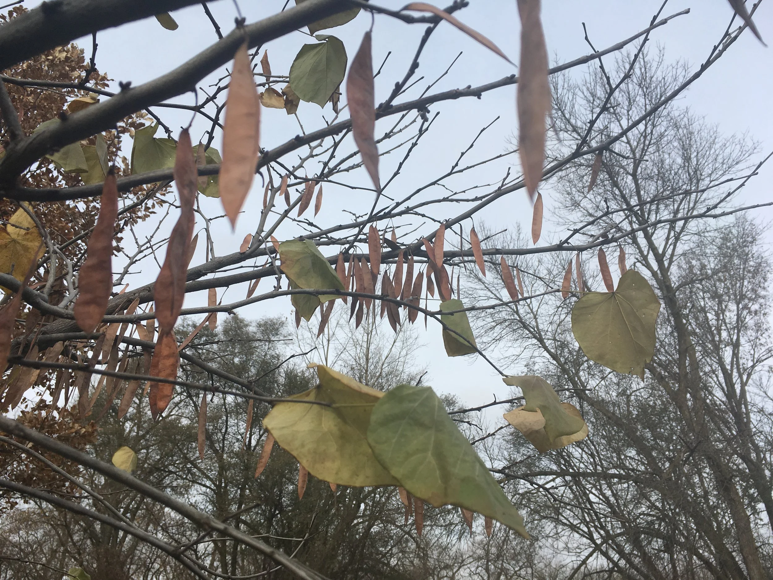 Living in the Now Discussion: Free Group Meditation