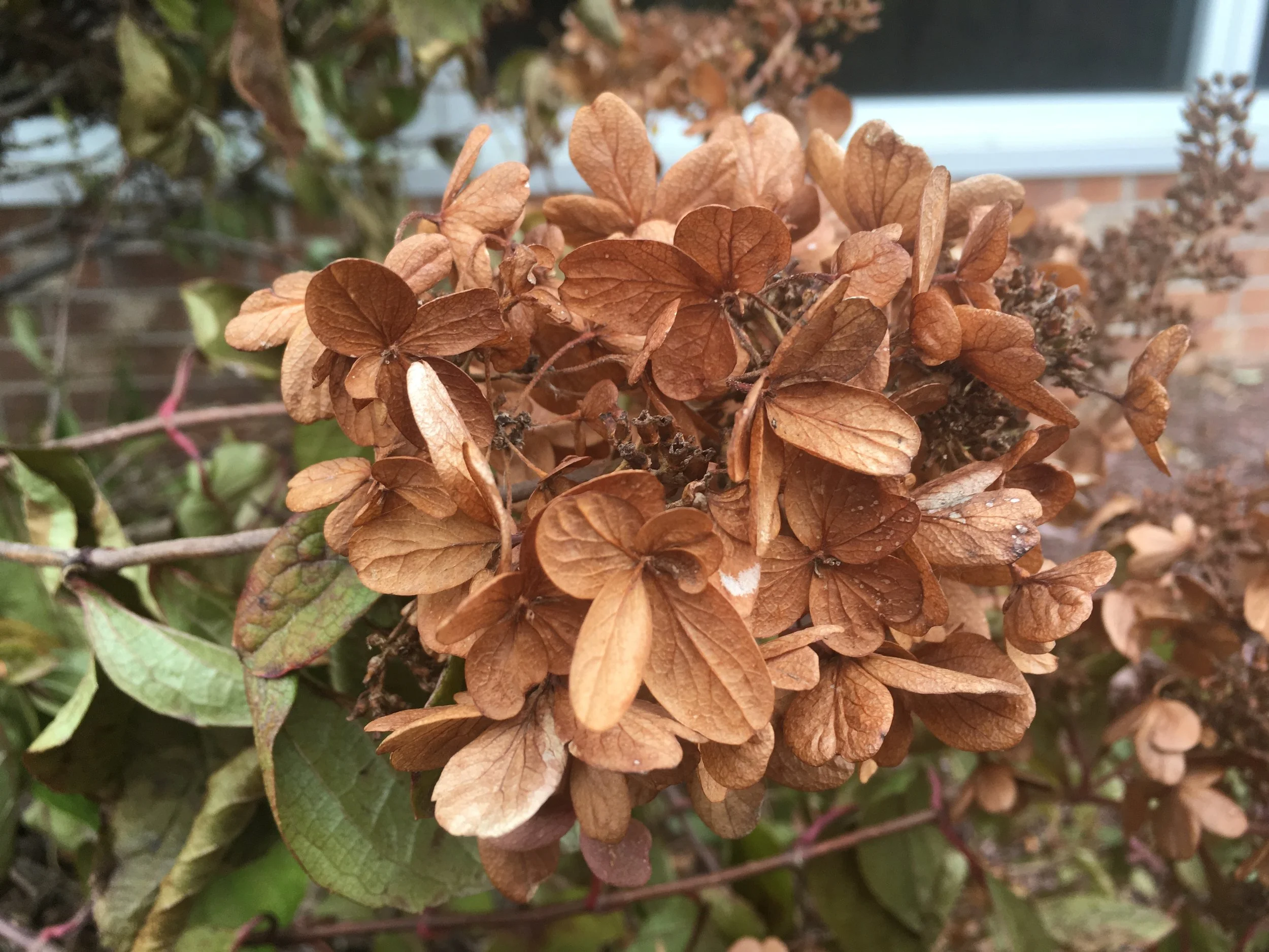 Kindness: How to Let Go of Anger and Be More Connected: Free Group Meditation