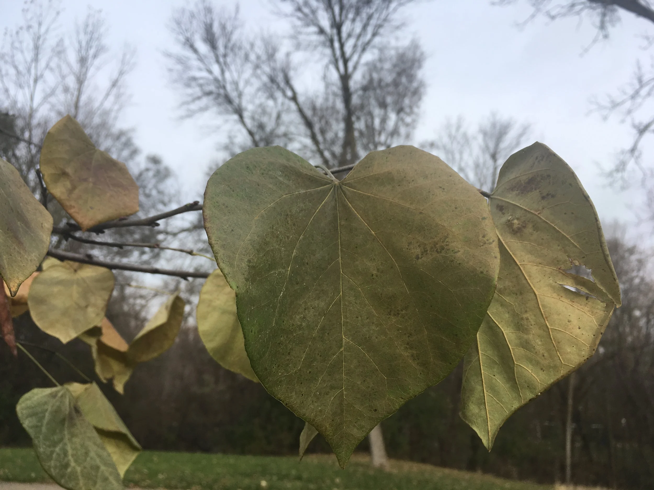 No Group Meditation This Week: Happy Holidays! 