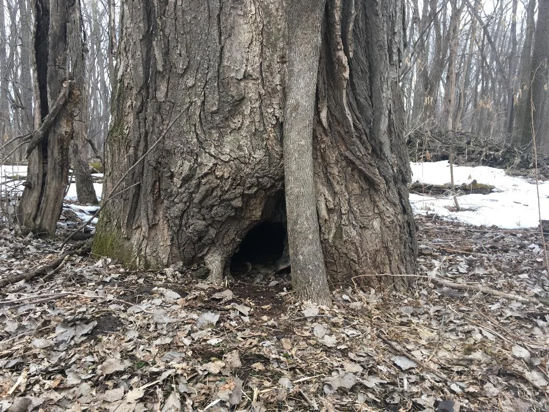 Free Group Meditation