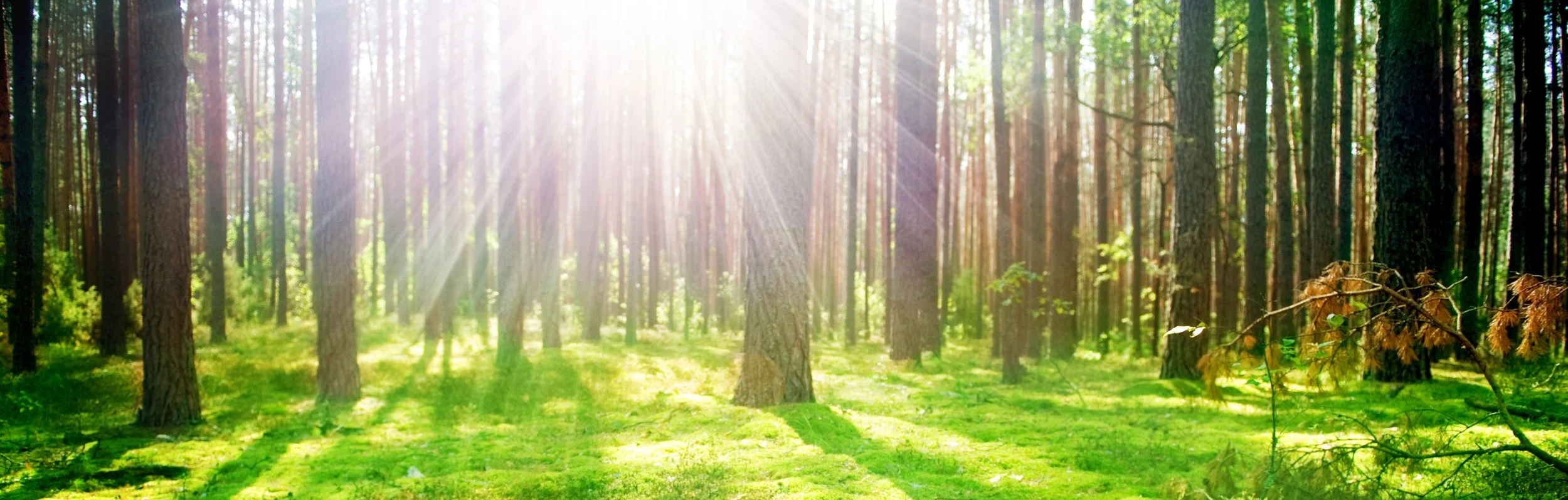 Forest sunlight.jpg