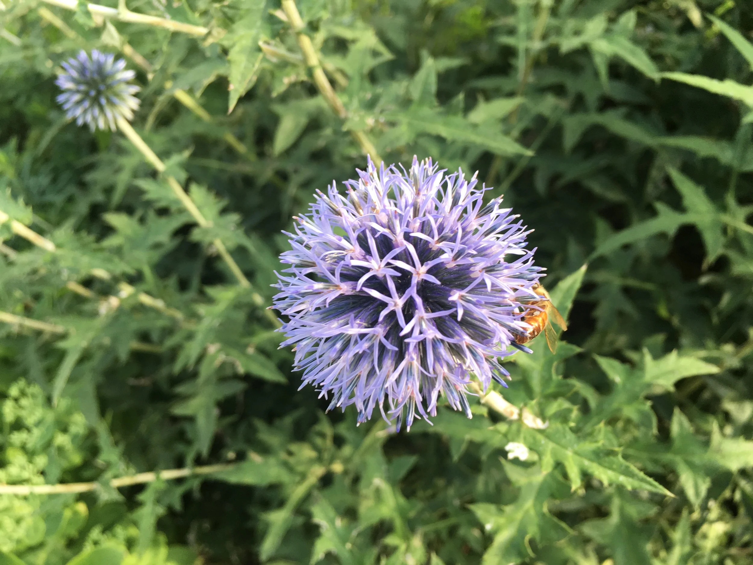 Free Group Meditation