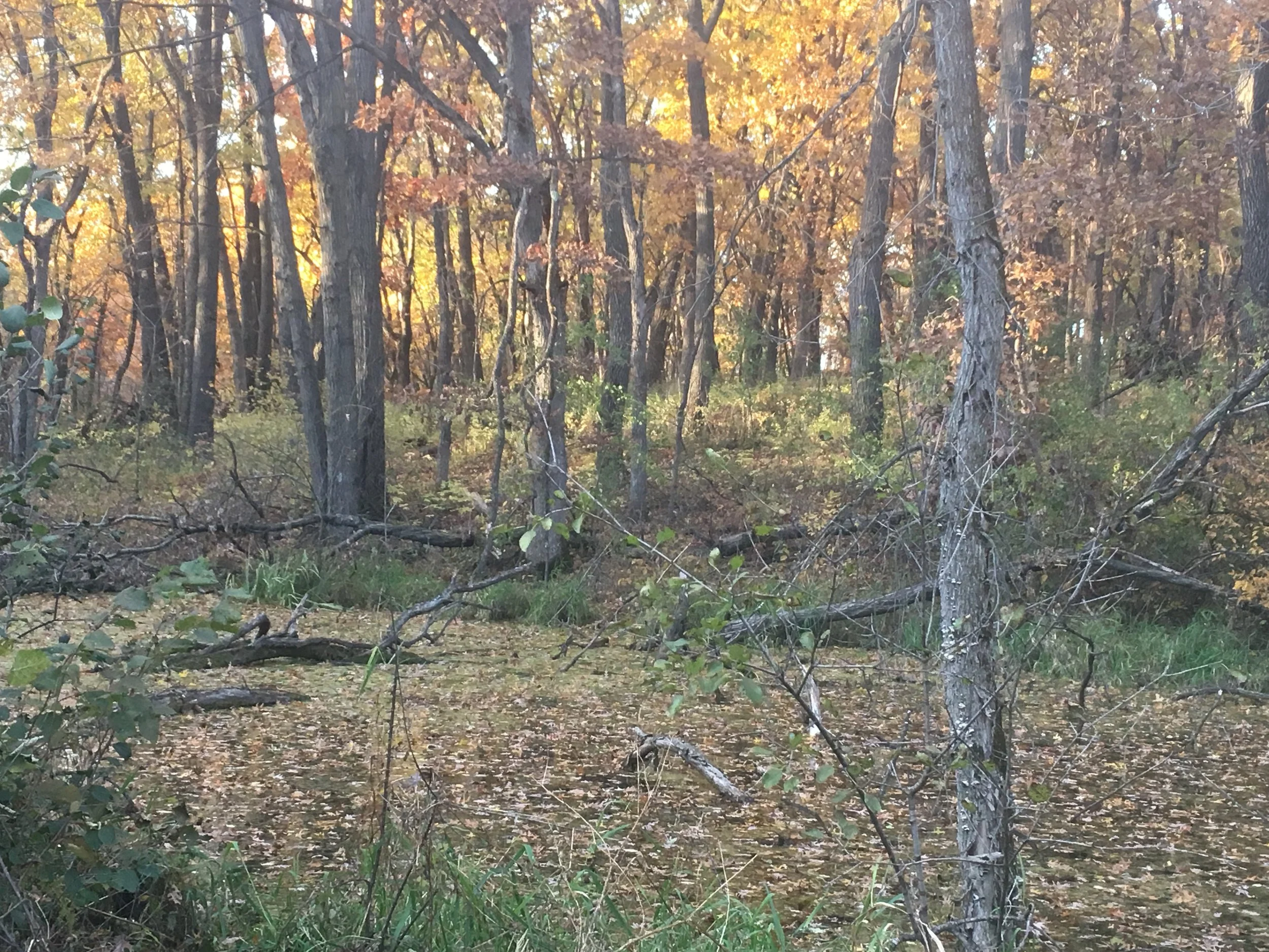 Free Group Meditation and Being Medicine Series Talk