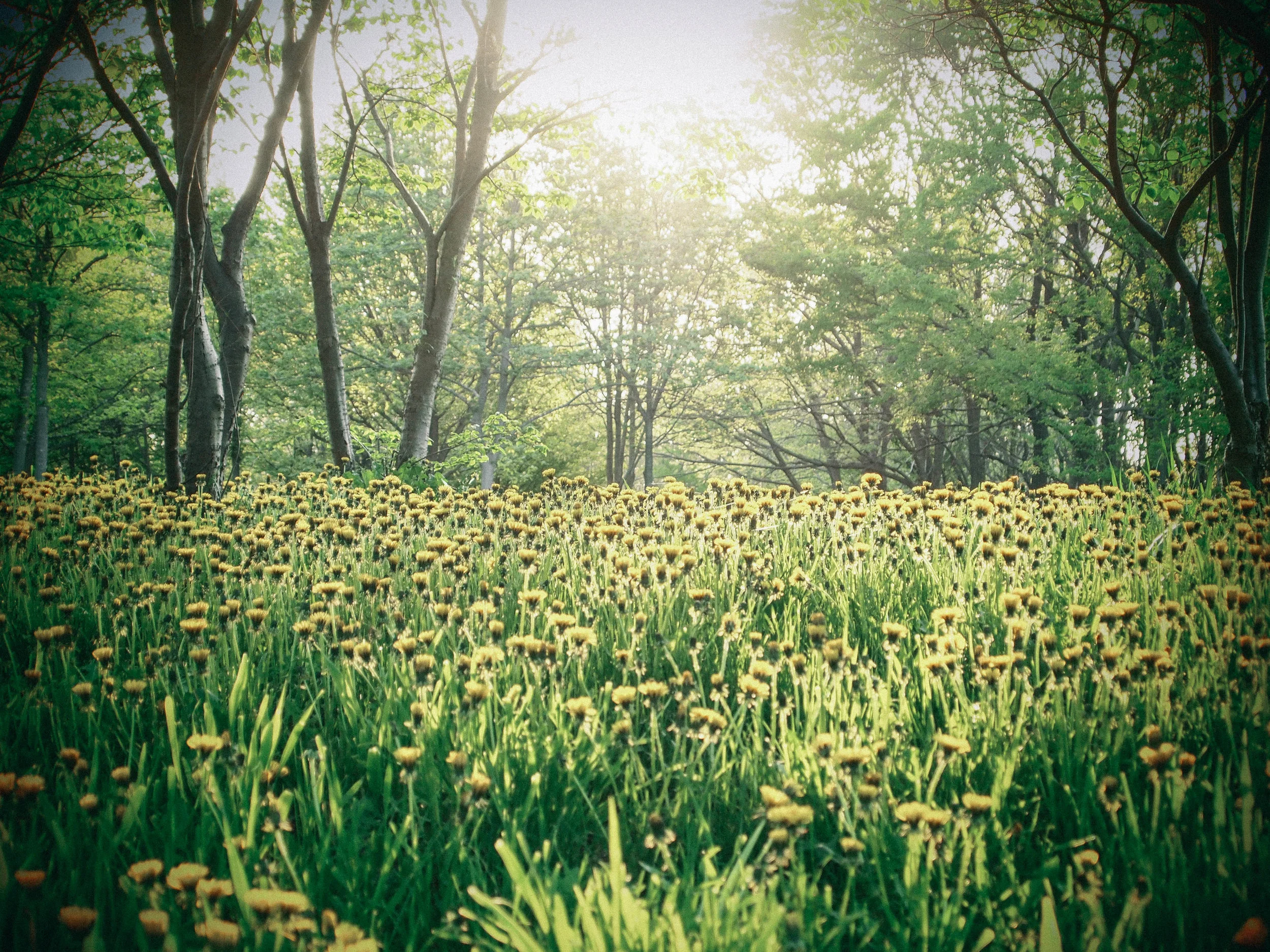 Free Virtual Group Meditation