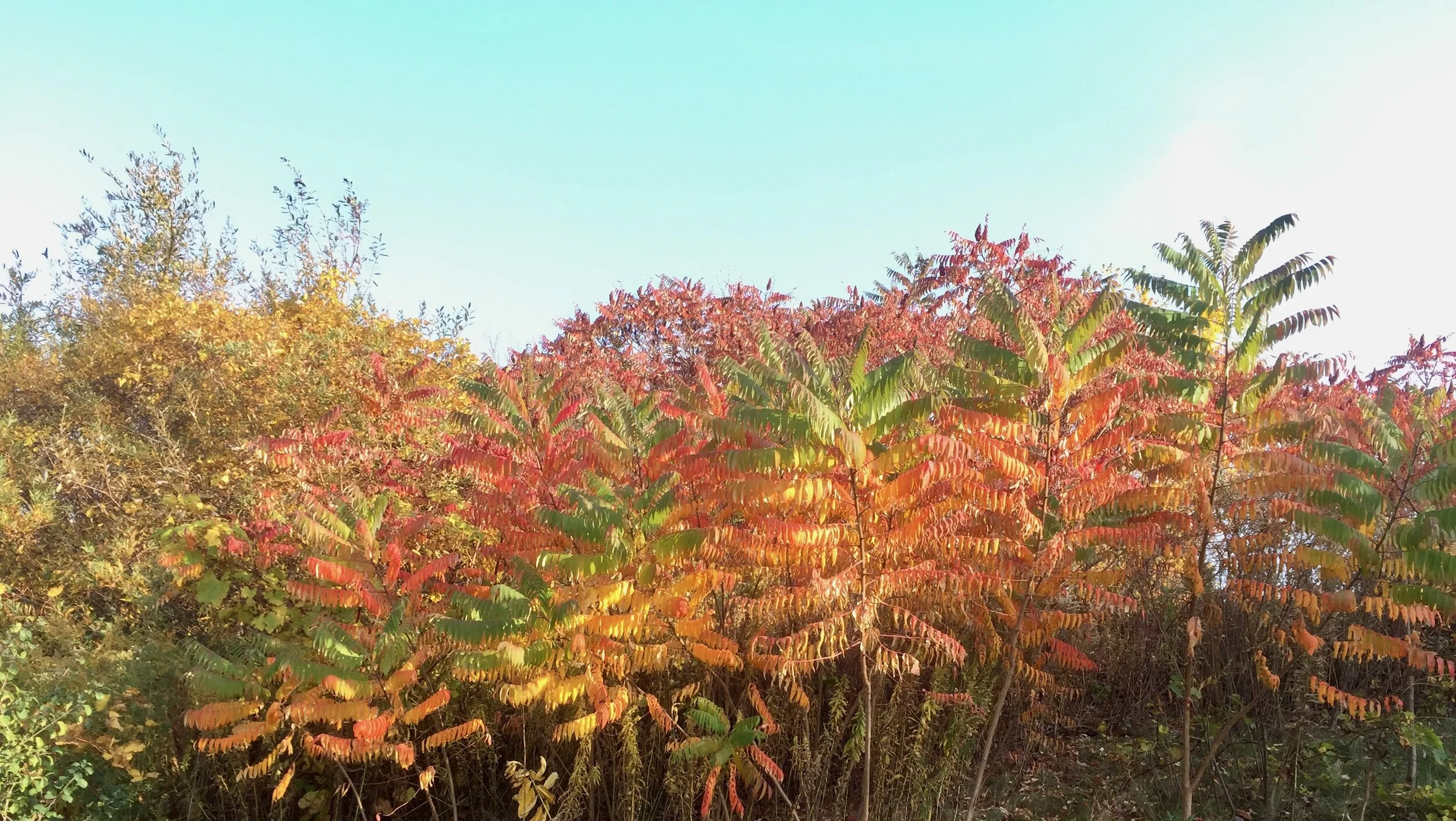 Why do we describe people like we do?