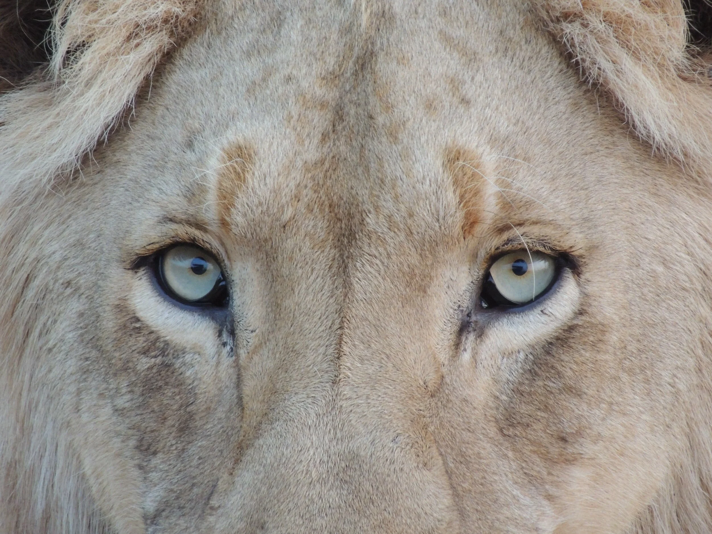 Keep Your Eyes on the Prize of Beloved Community