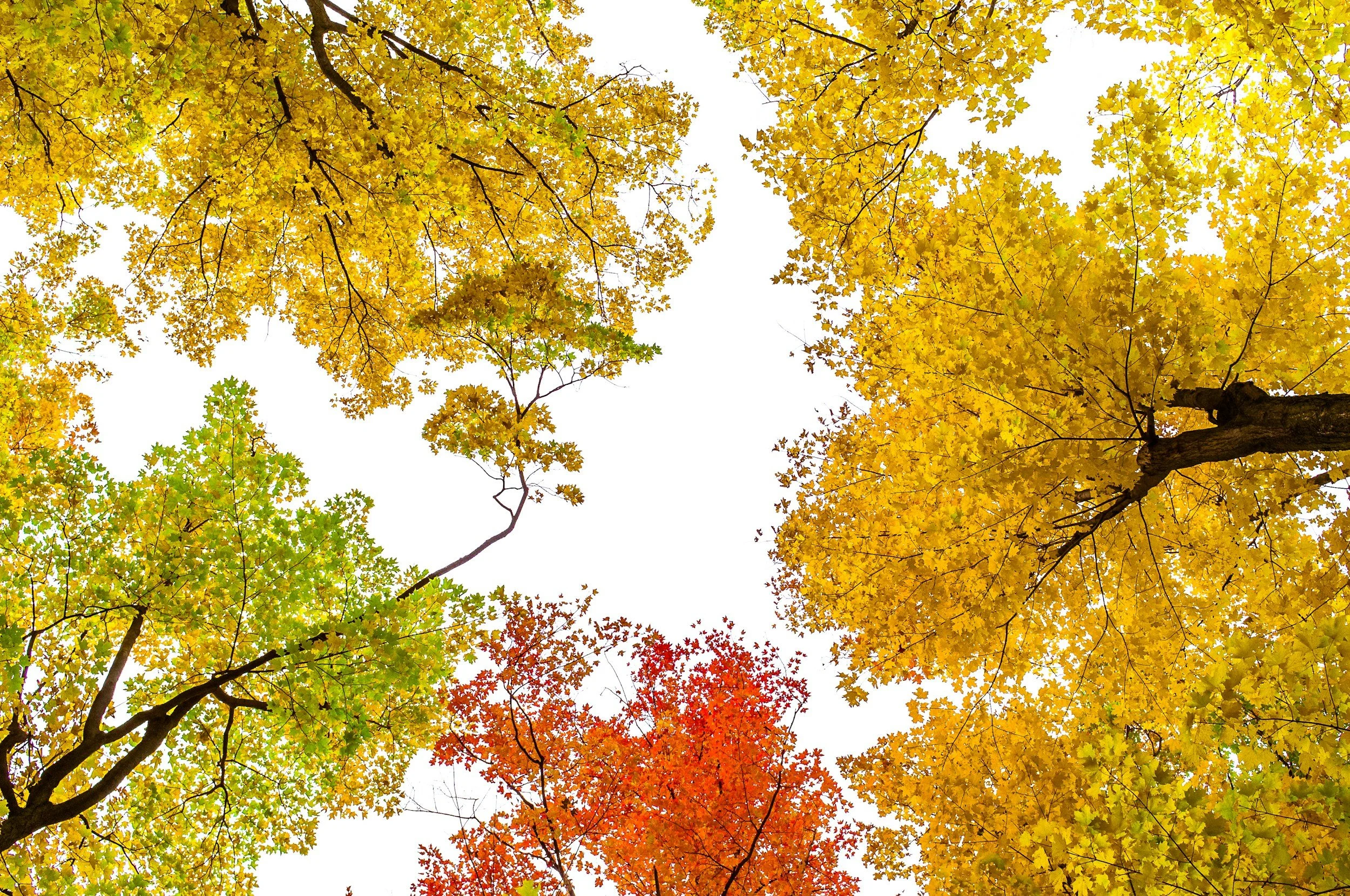 Celebrating the Fall Equinox