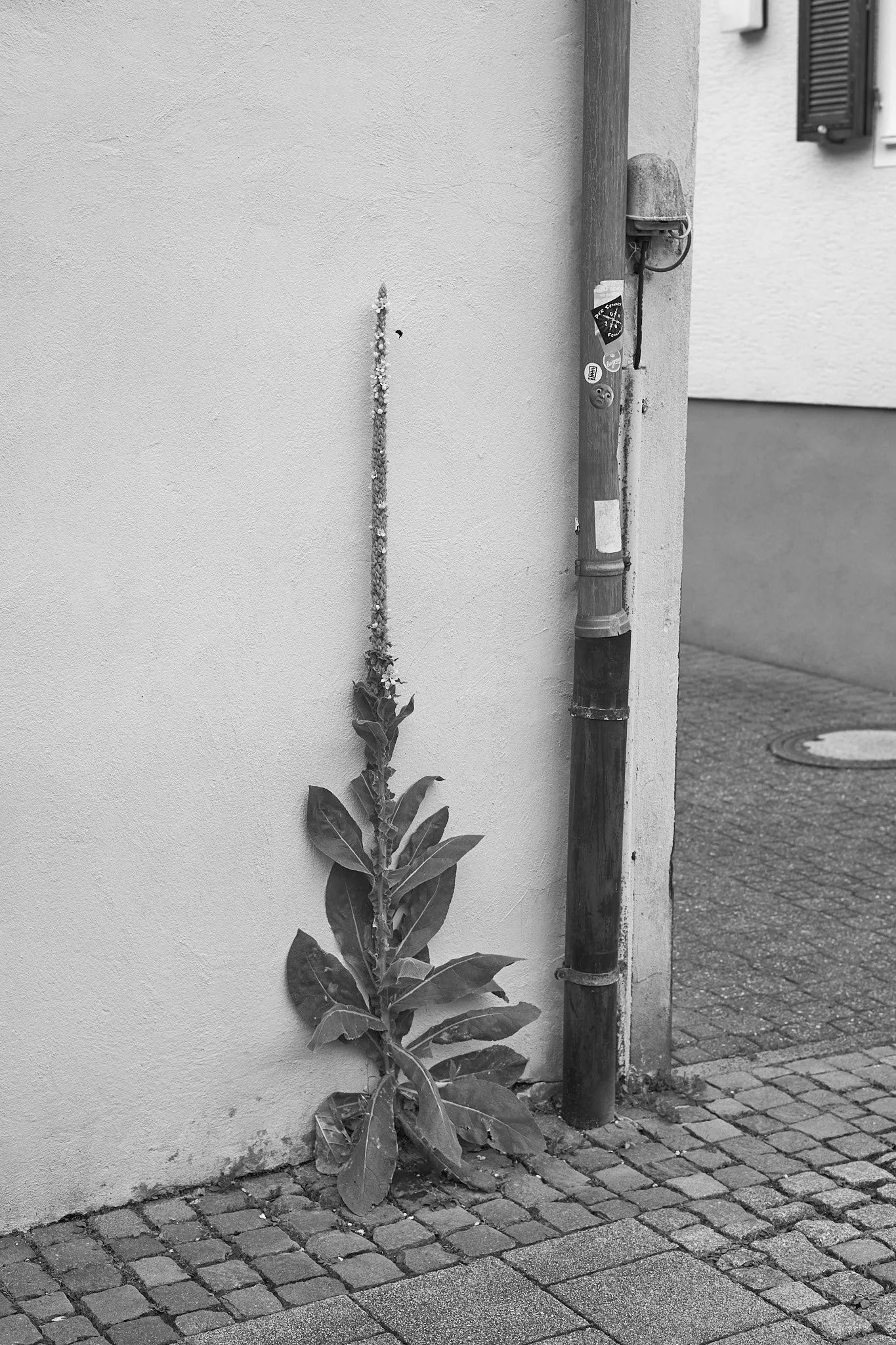 L1000614.jpg