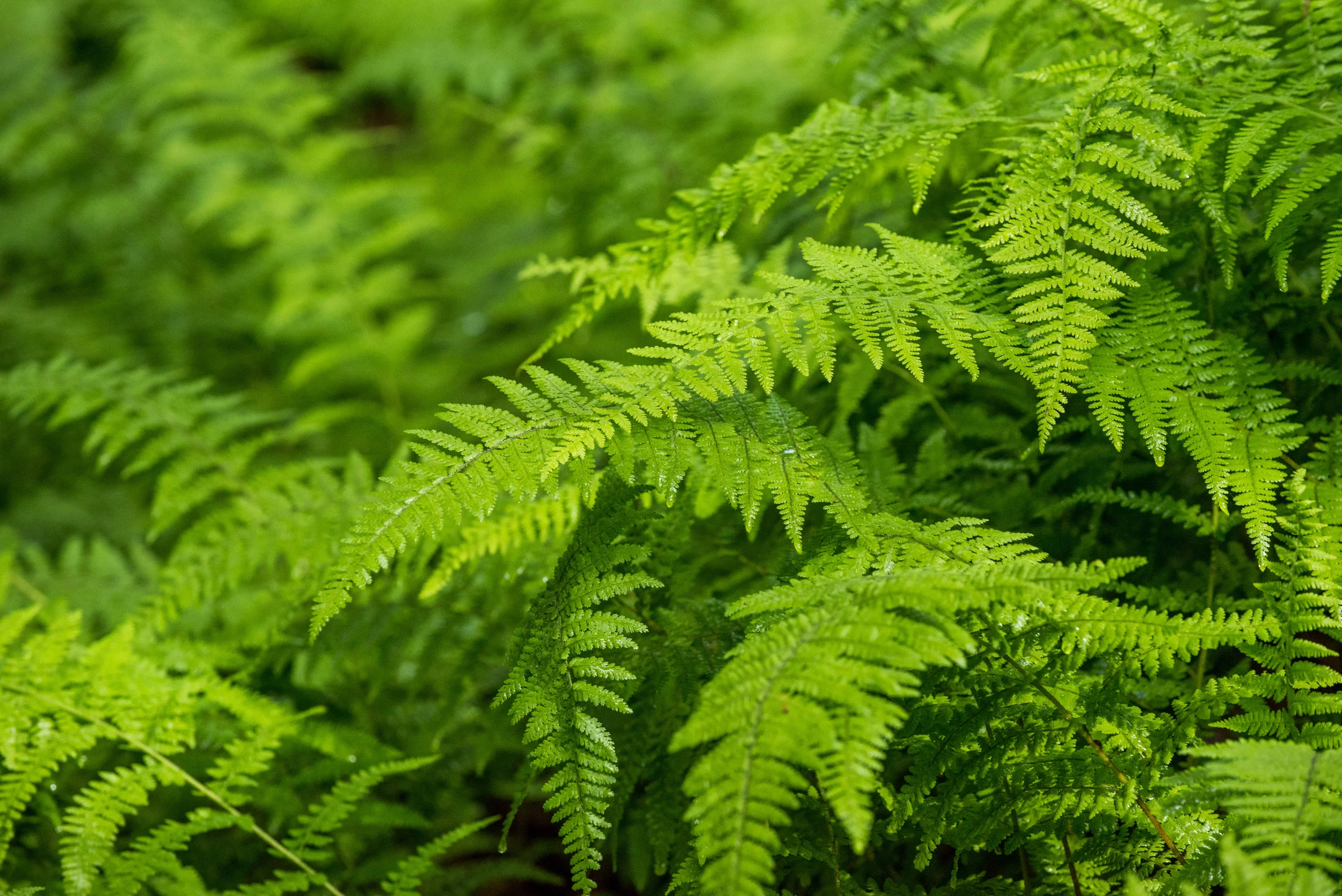 Fern3.jpg