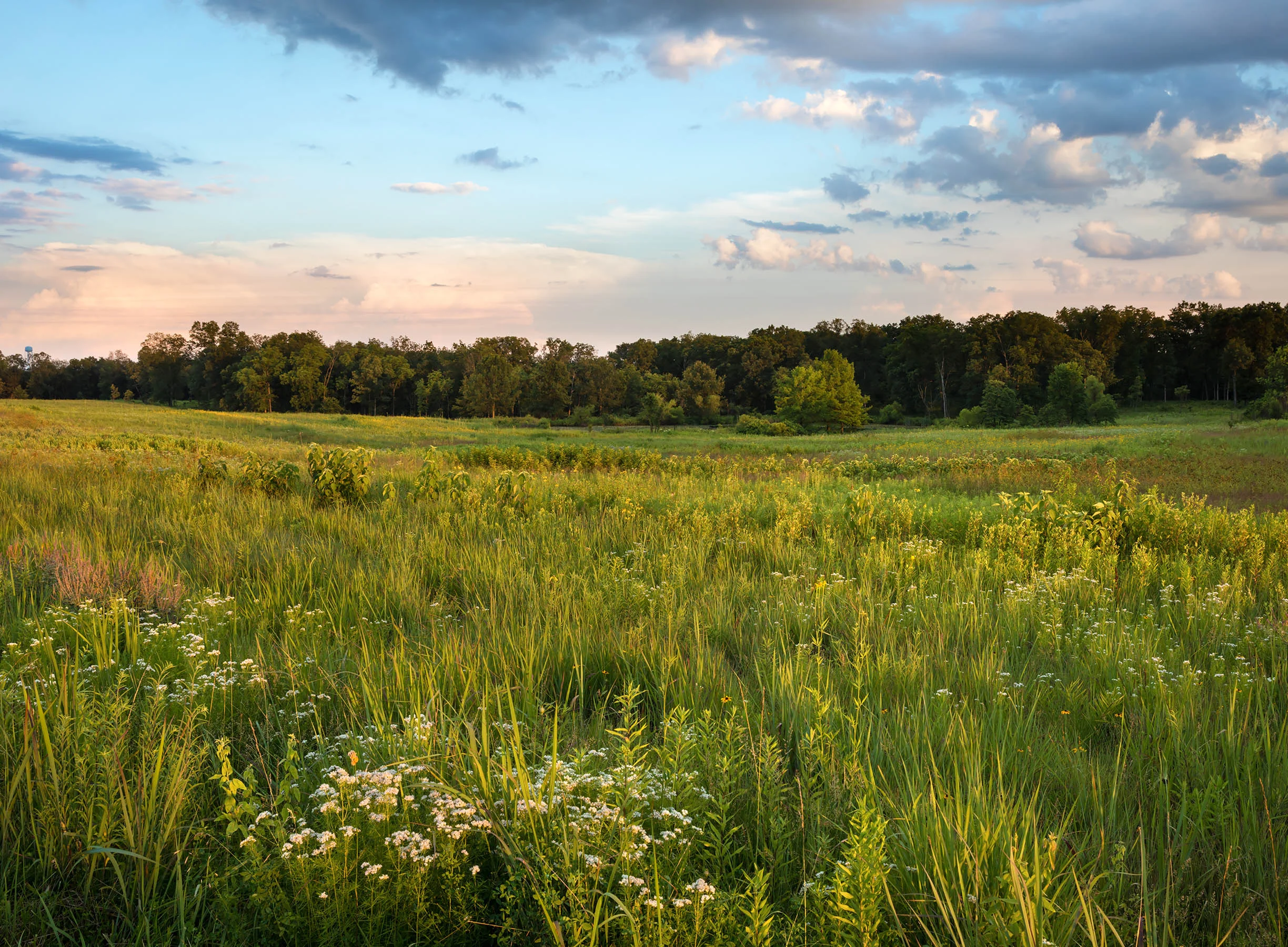 PGT_Early Summer Prairie_lowres.jpg